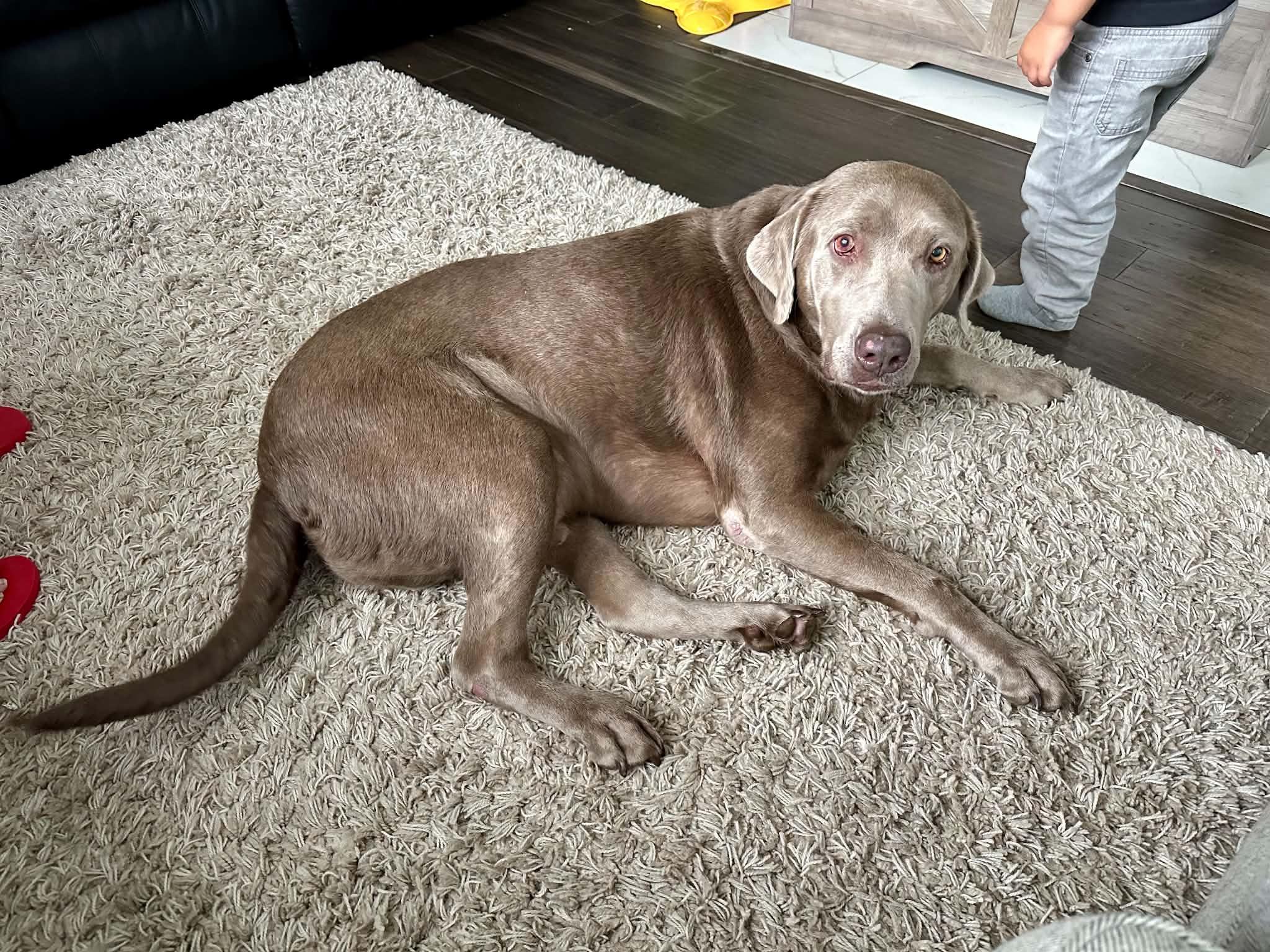 Boston, Adopted, Adult Male Labrador Retriever.