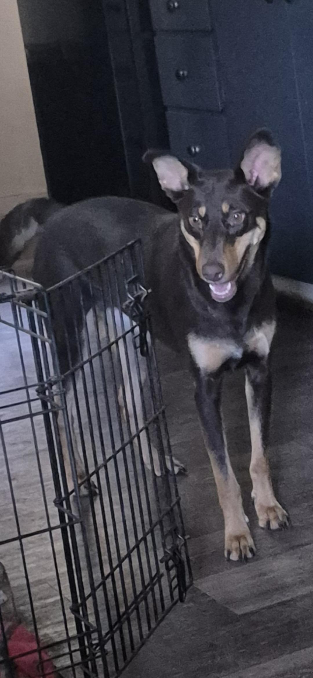 Genny, Adoptable, Adult Female Doberman Pinscher.