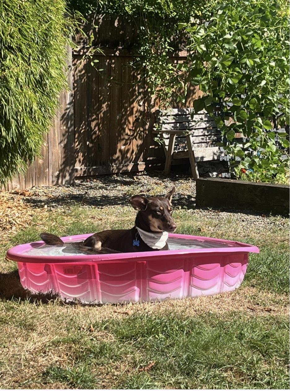 Genny, a Adoptable mixed breed in Olympia, WA image 2/5