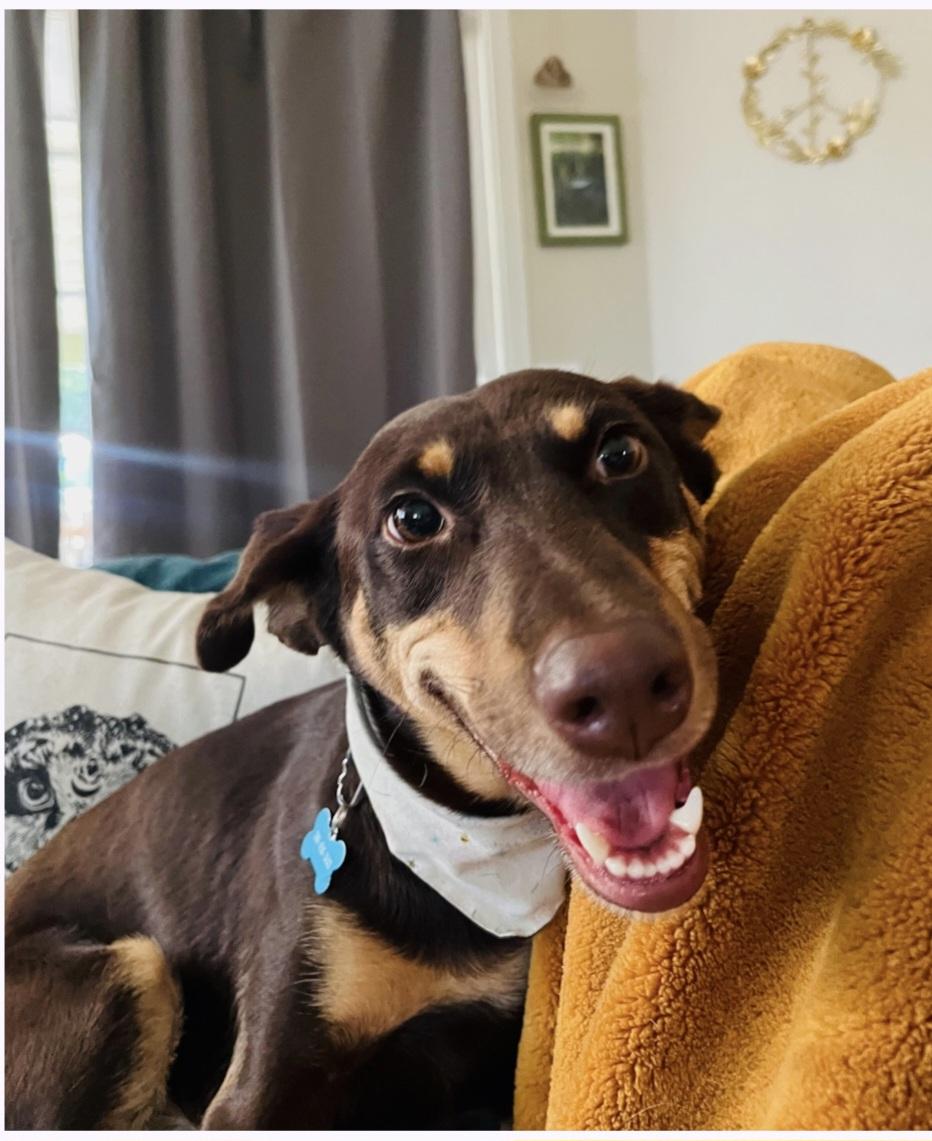 Genny, Adoptable, Adult Female Doberman Pinscher.