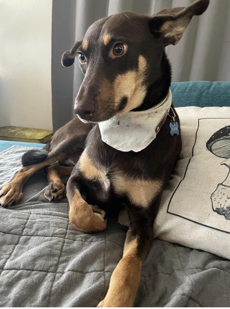 Genny, a Adoptable mixed breed in Olympia, WA image 4/5