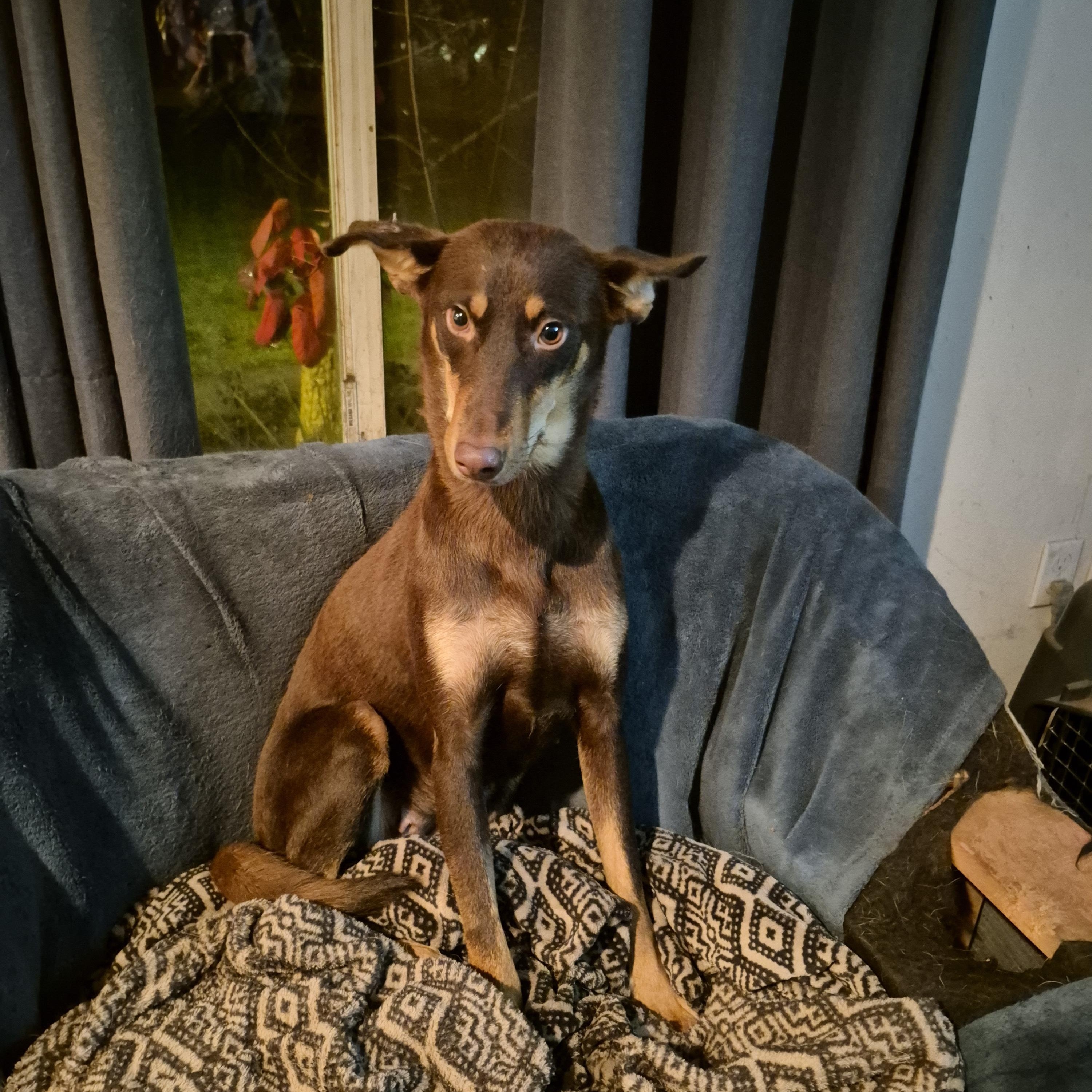 Genny, a Adoptable mixed breed in Olympia, WA image 5/5