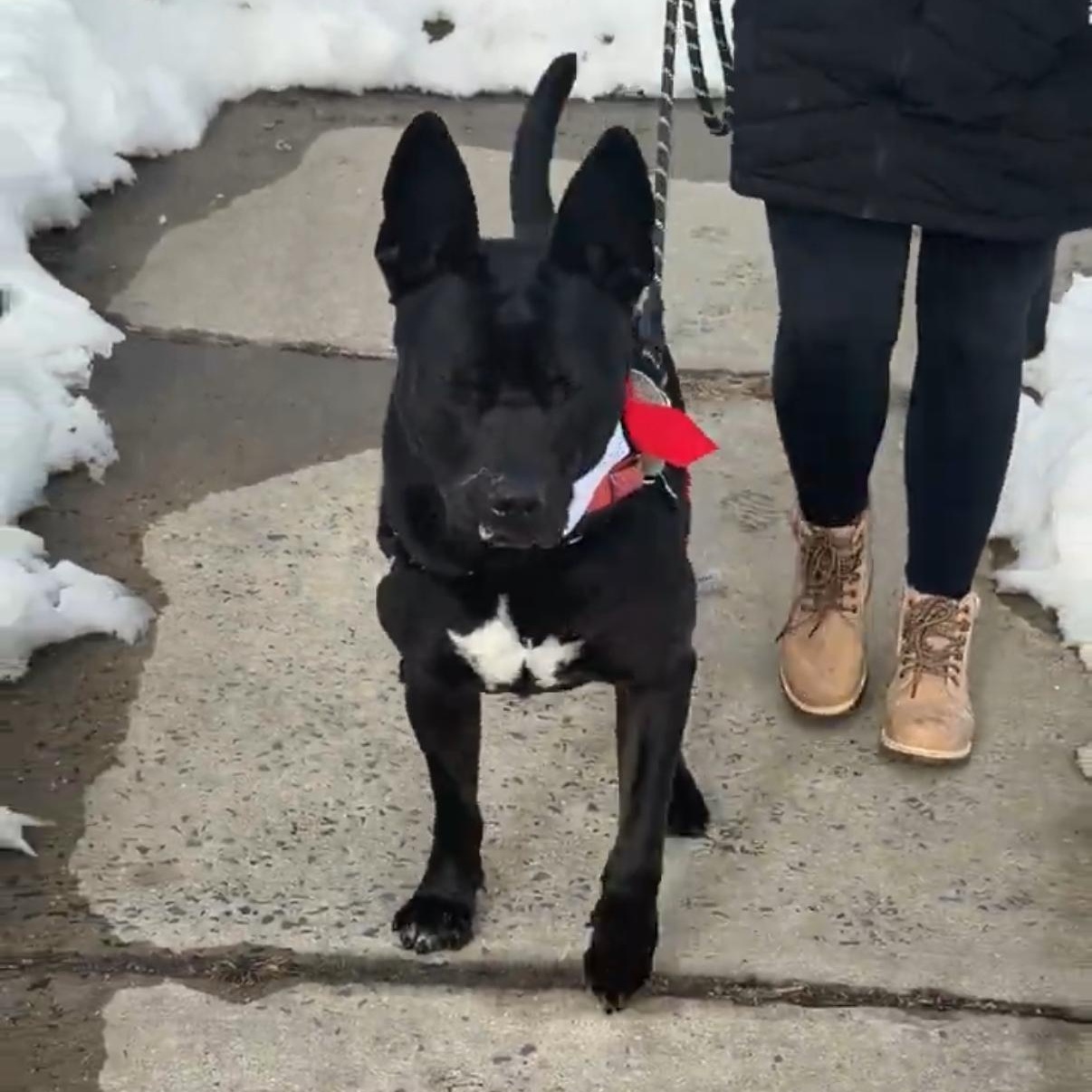 Enlarge Jack-Bouncer (at the cuddle club)., a ADOPTABLE mixed breed in Port Matilda, PA image 6/6