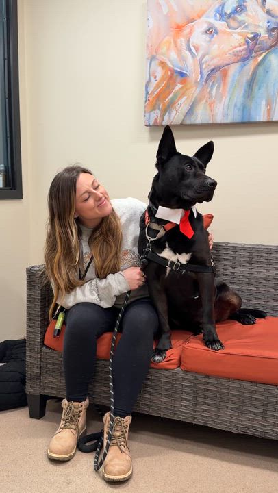 Enlarge Jack-Bouncer (at the cuddle club)., a ADOPTABLE mixed breed in Port Matilda, PA video 3/6