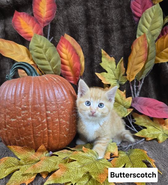 Butterscotch, Adopted, Kitten Male Domestic Short Hair.