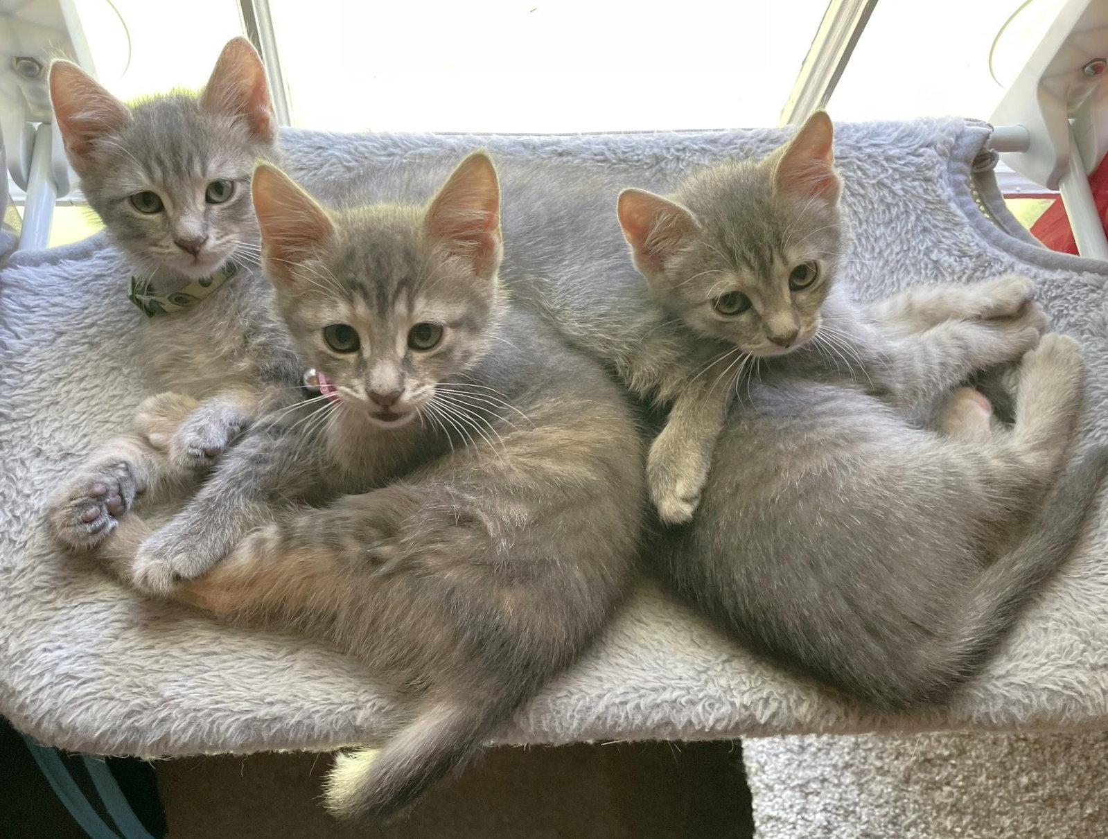 DJ and Danny, Adoptable, Kitten Female Domestic Short Hair.
