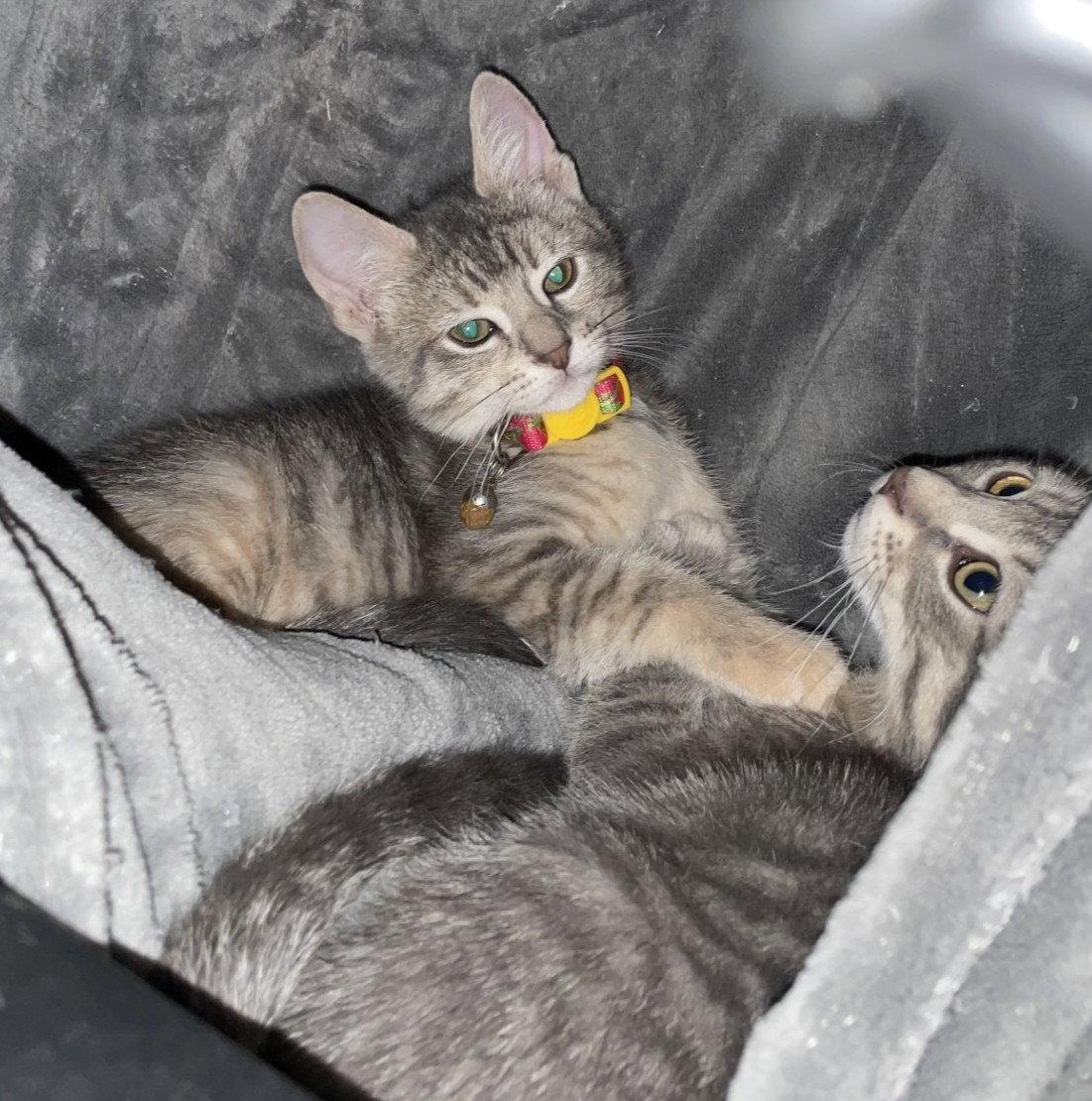 DJ and Danny, a Adoptable Domestic Short Hair in Shawnee, KS image 3/3