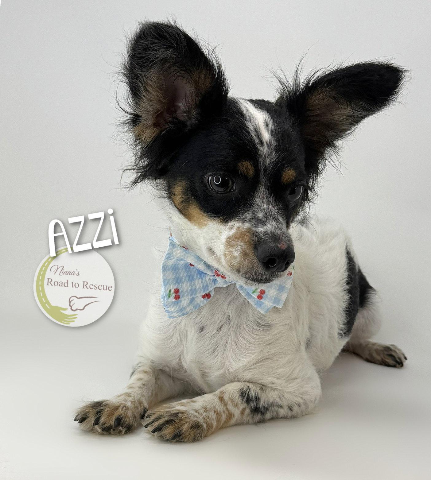 Azzi, Adoptable, Adult Female Papillon & Yorkshire Terrier.