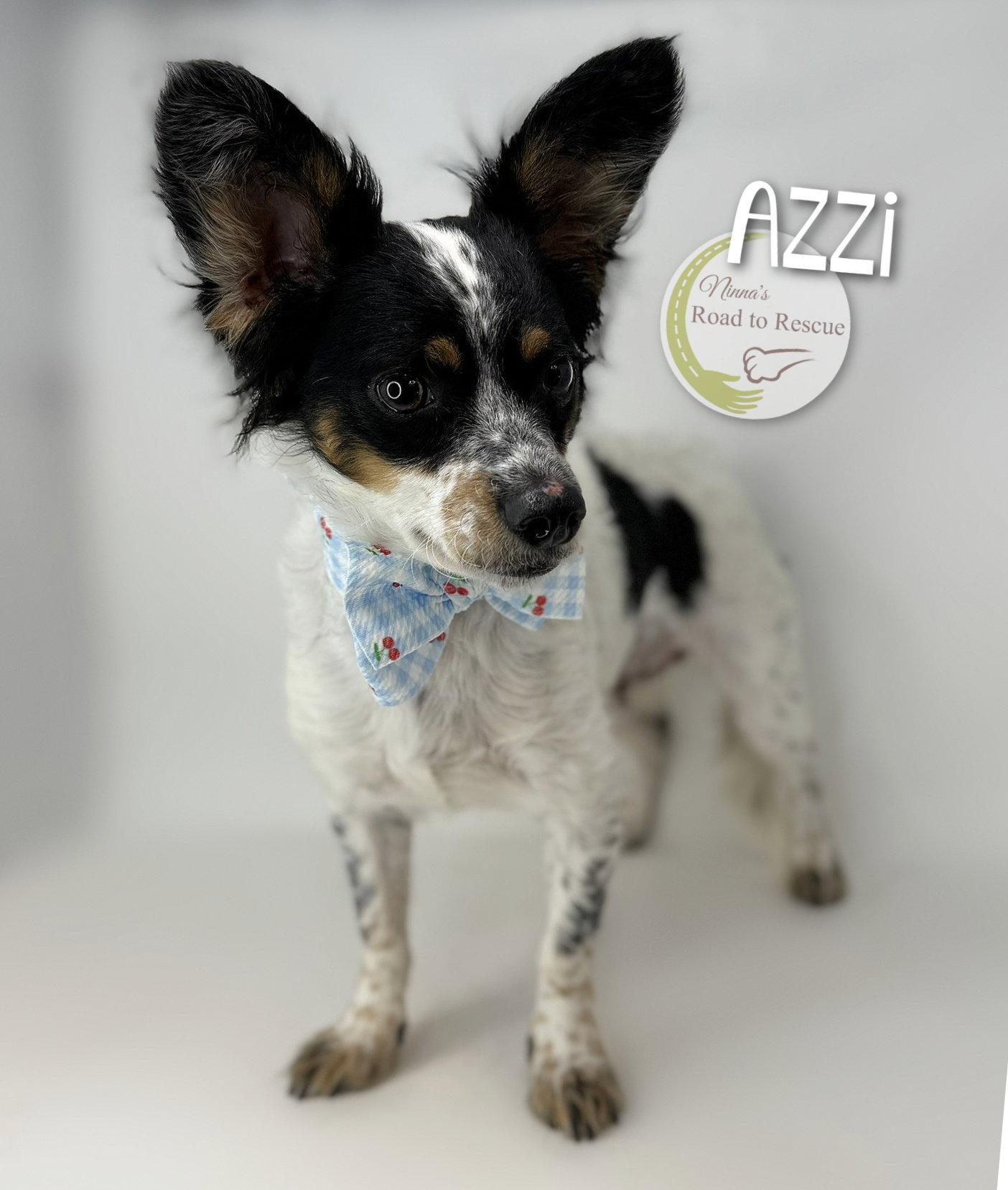 Azzi, a Adoptable mixed breed in Benton, LA image 2/3