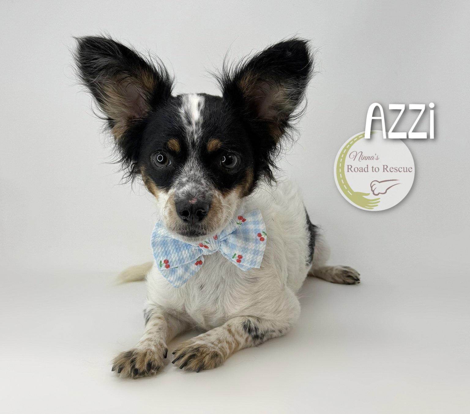 Azzi, a Adoptable mixed breed in Benton, LA image 3/3