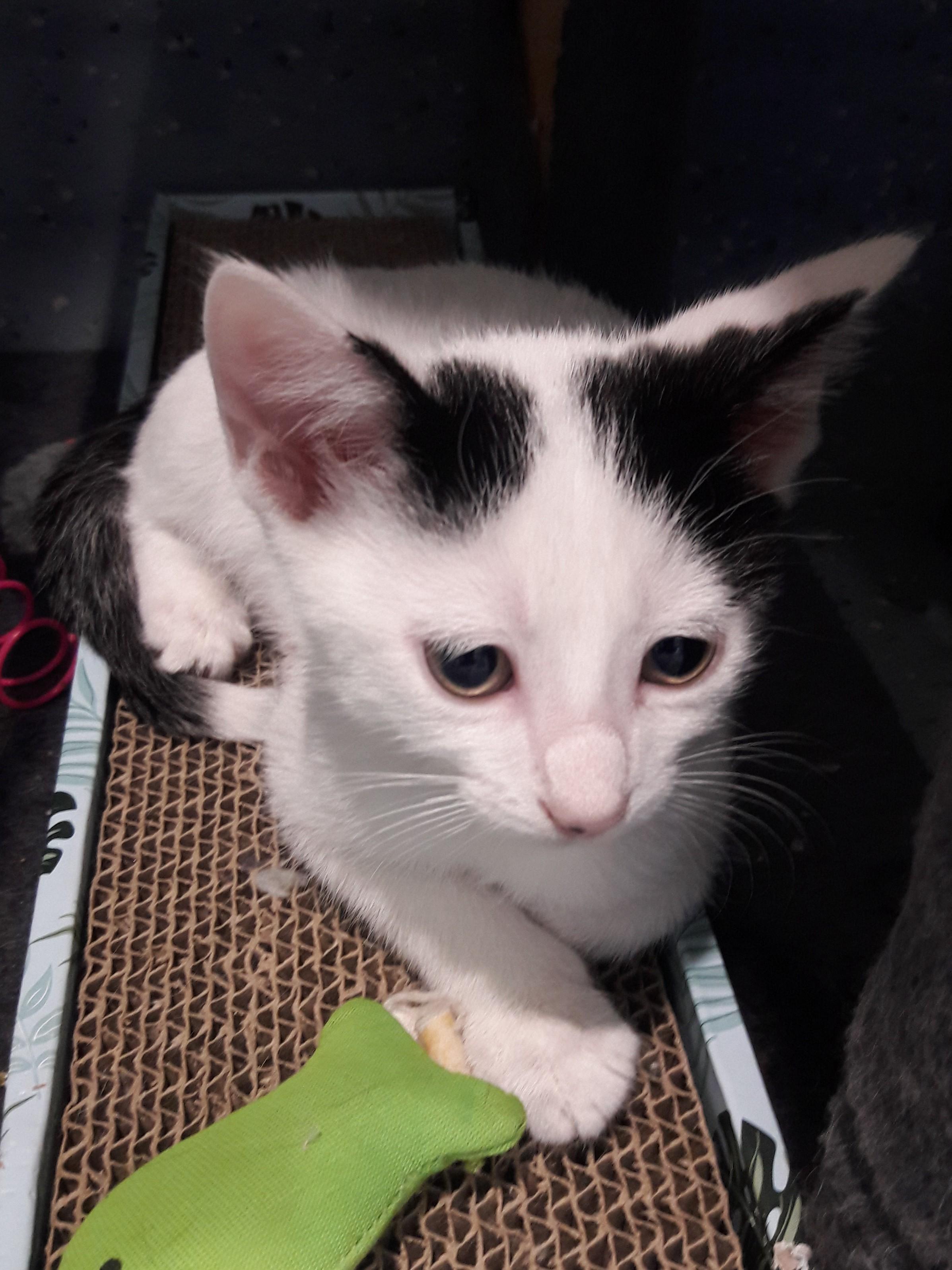 Bowtie, ADOPTABLE, Kitten Male Domestic Short Hair.