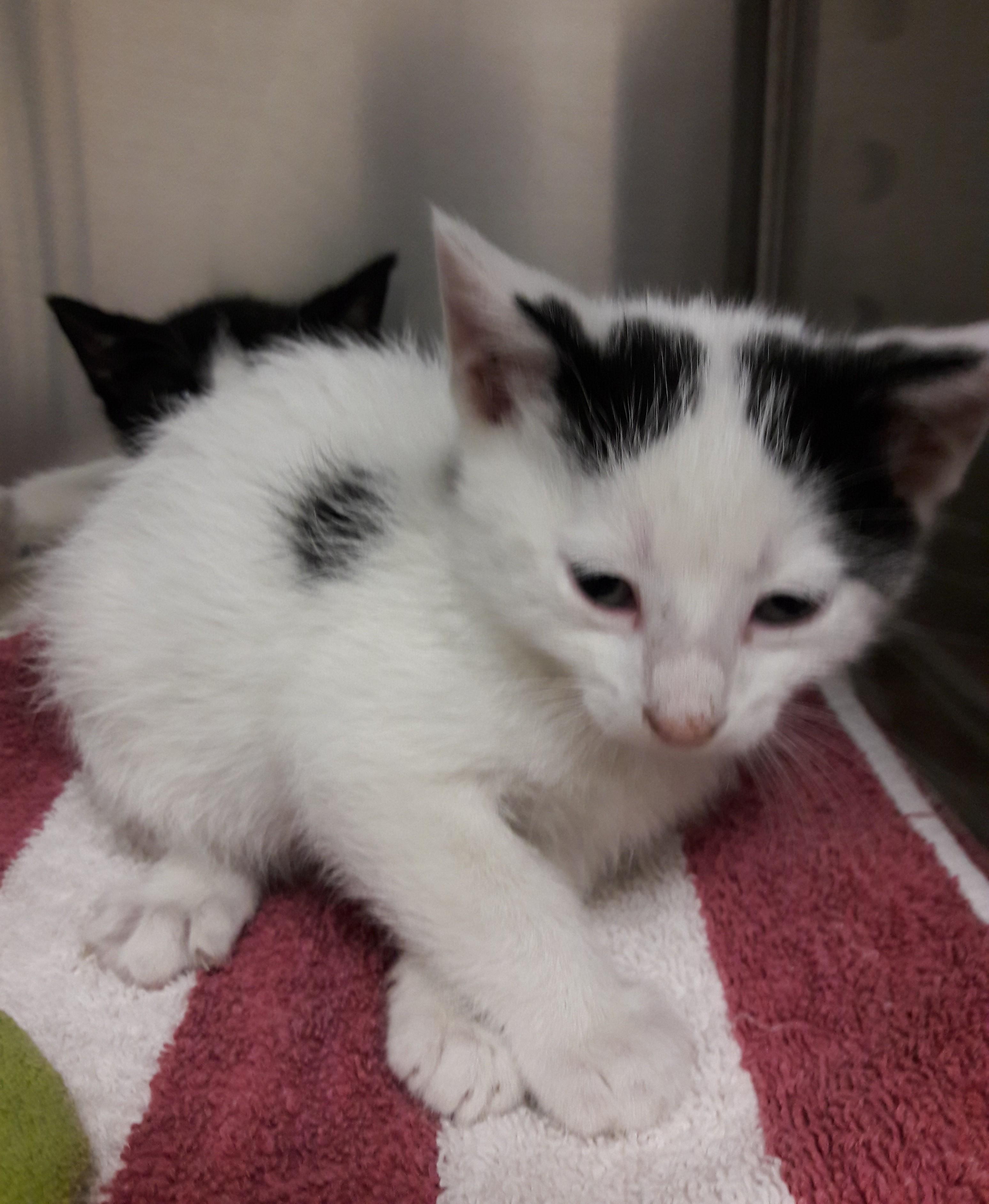 Enlarge Bowtie, a ADOPTABLE Domestic Short Hair in Mesquite, NV image 2/2