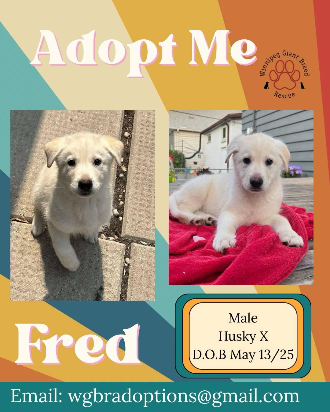 Fred - Scooby Doo Litter, Adopted, Young Male Husky.