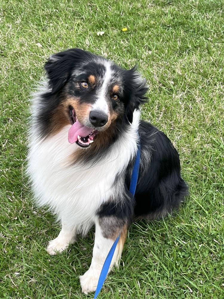 0802 Creed nka Captain, Adoptable, Young Male Australian Shepherd.