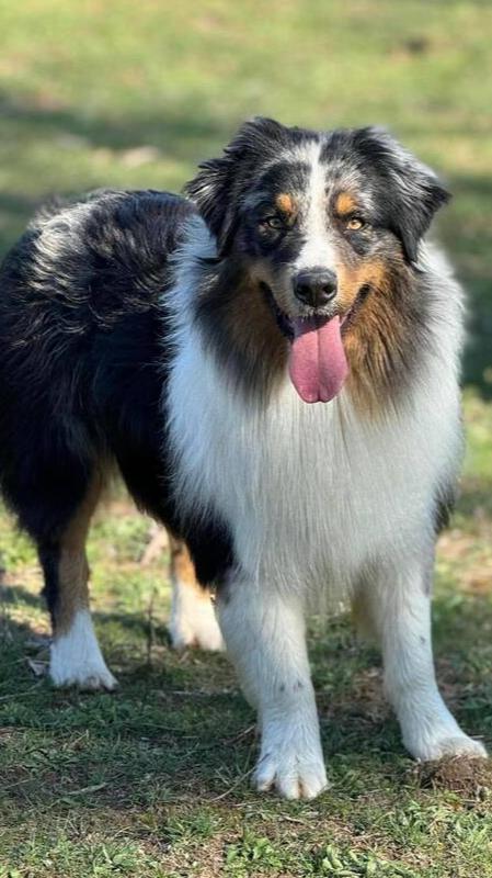 0802 Creed nka Captain, a Adoptable Australian Shepherd in Plainwell , MI image 2/5