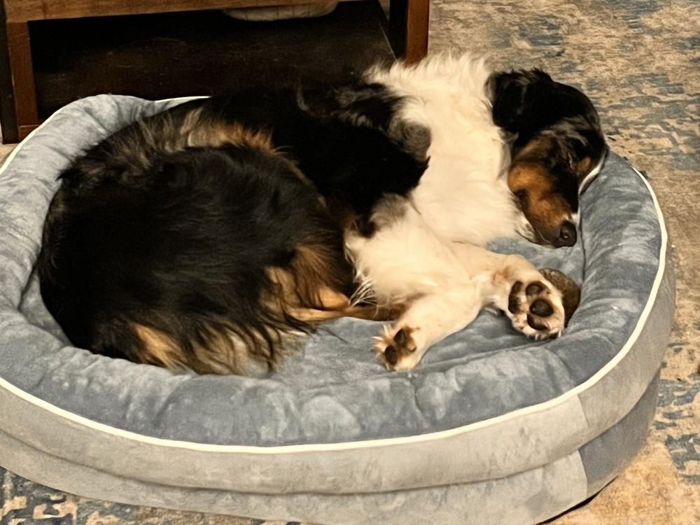 0802 Creed nka Captain, a Adoptable Australian Shepherd in Plainwell , MI image 4/5