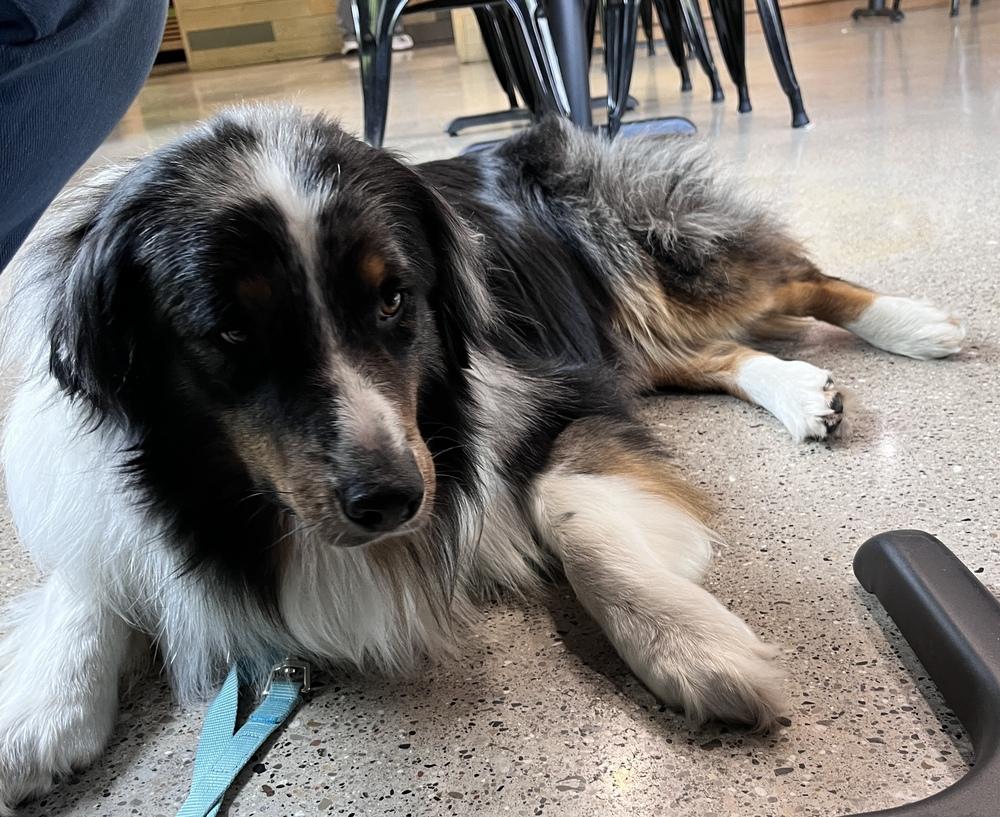 0802 Creed nka Captain, a Adoptable Australian Shepherd in Plainwell , MI image 5/5