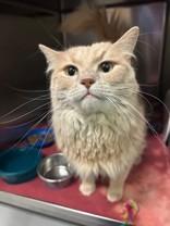 Harlan, Adult Male Domestic Long Hair