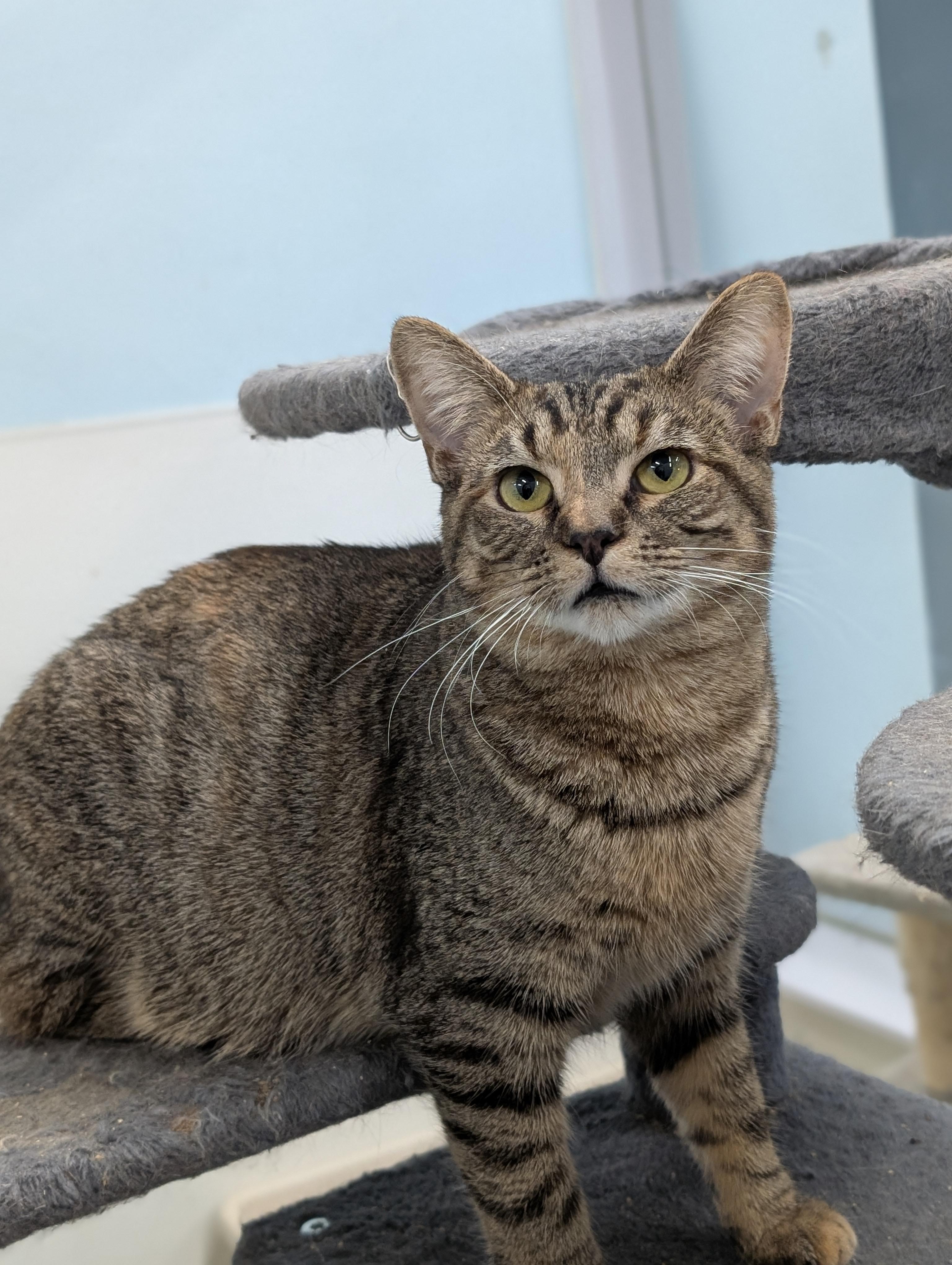 Rosemary, a Adoptable Domestic Short Hair in Tilton, IL image 3/6