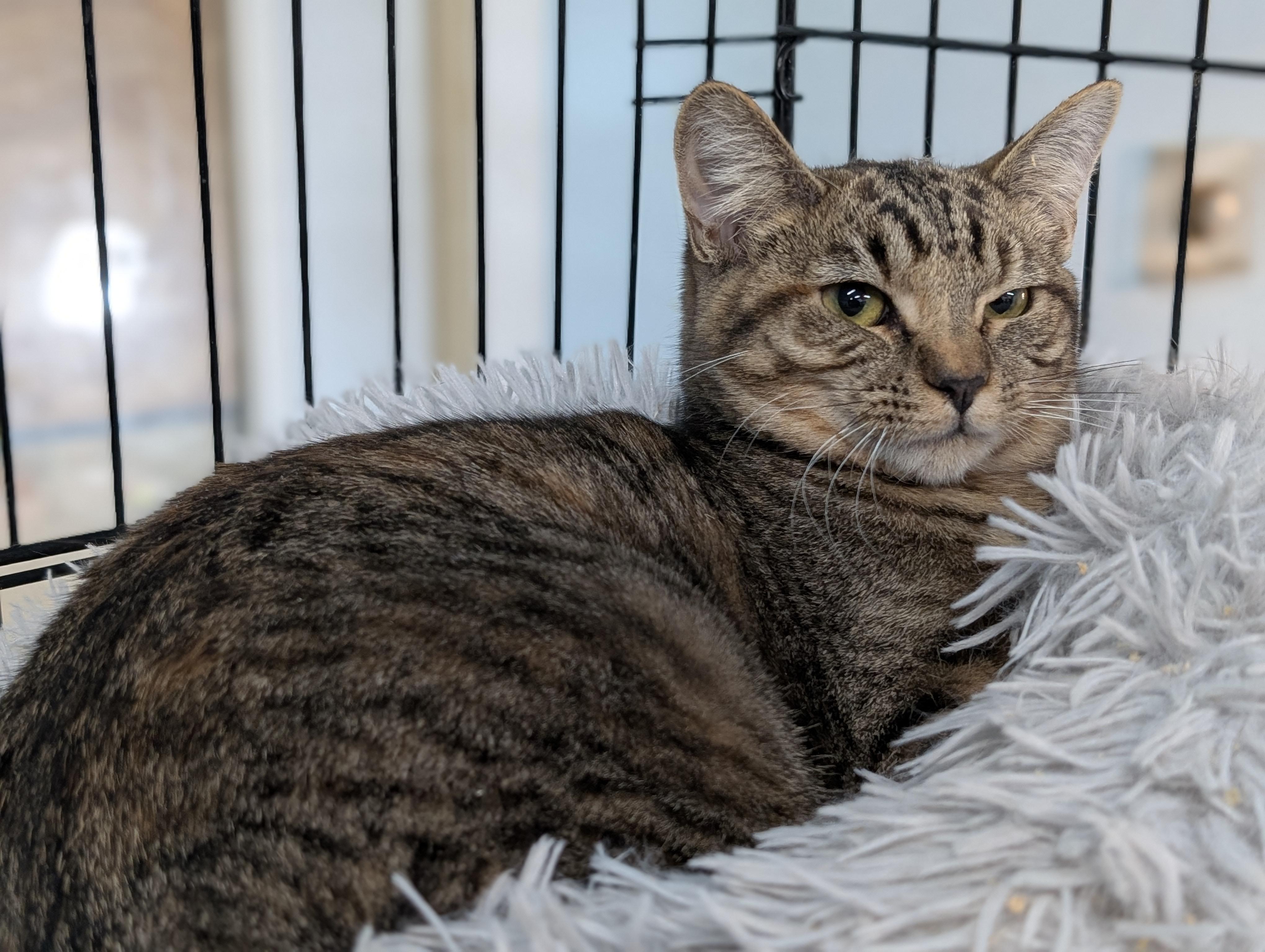 Rosemary, a Adoptable Domestic Short Hair in Tilton, IL image 5/6