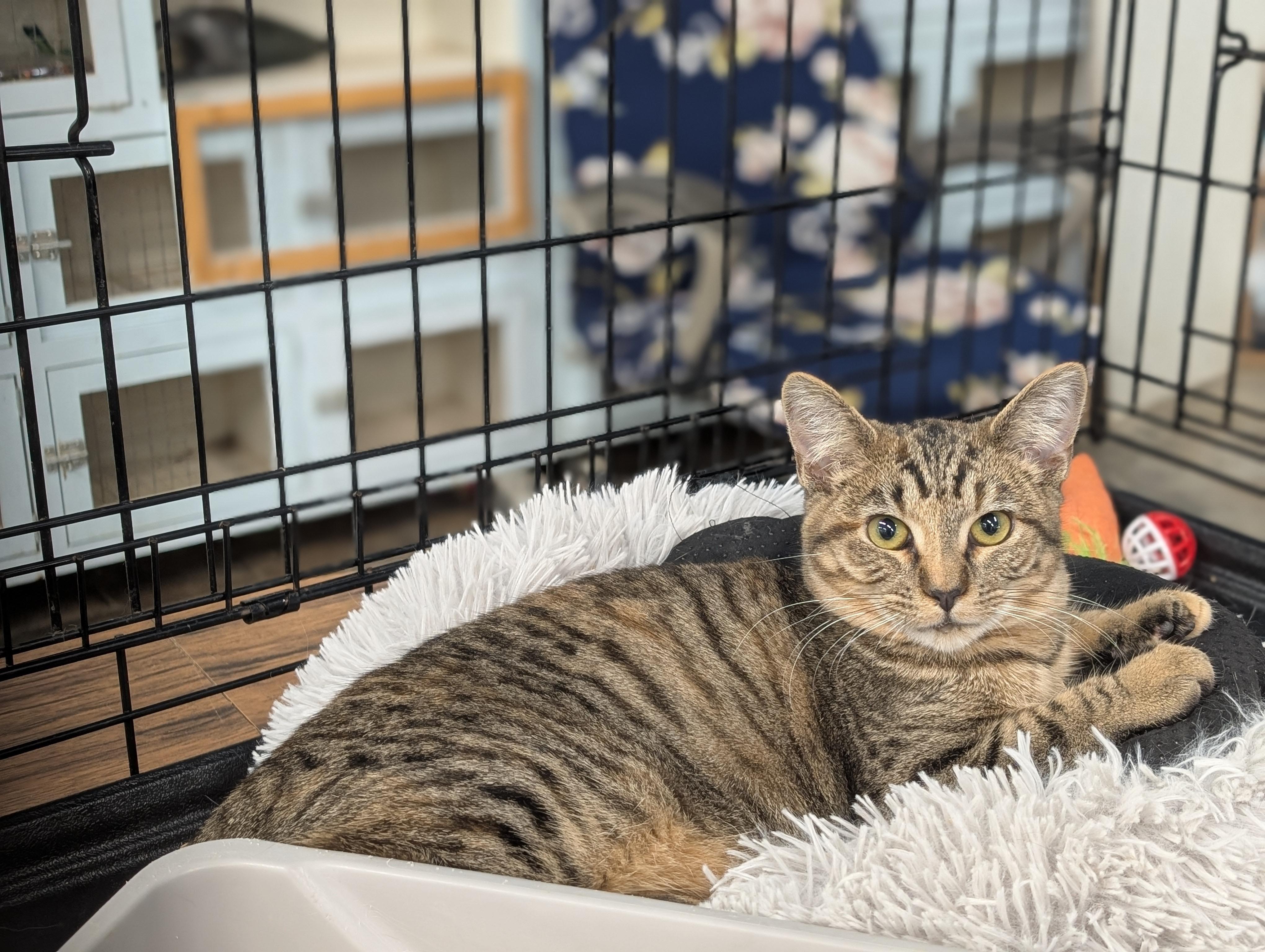 Rosemary, a Adoptable Domestic Short Hair in Tilton, IL image 6/6