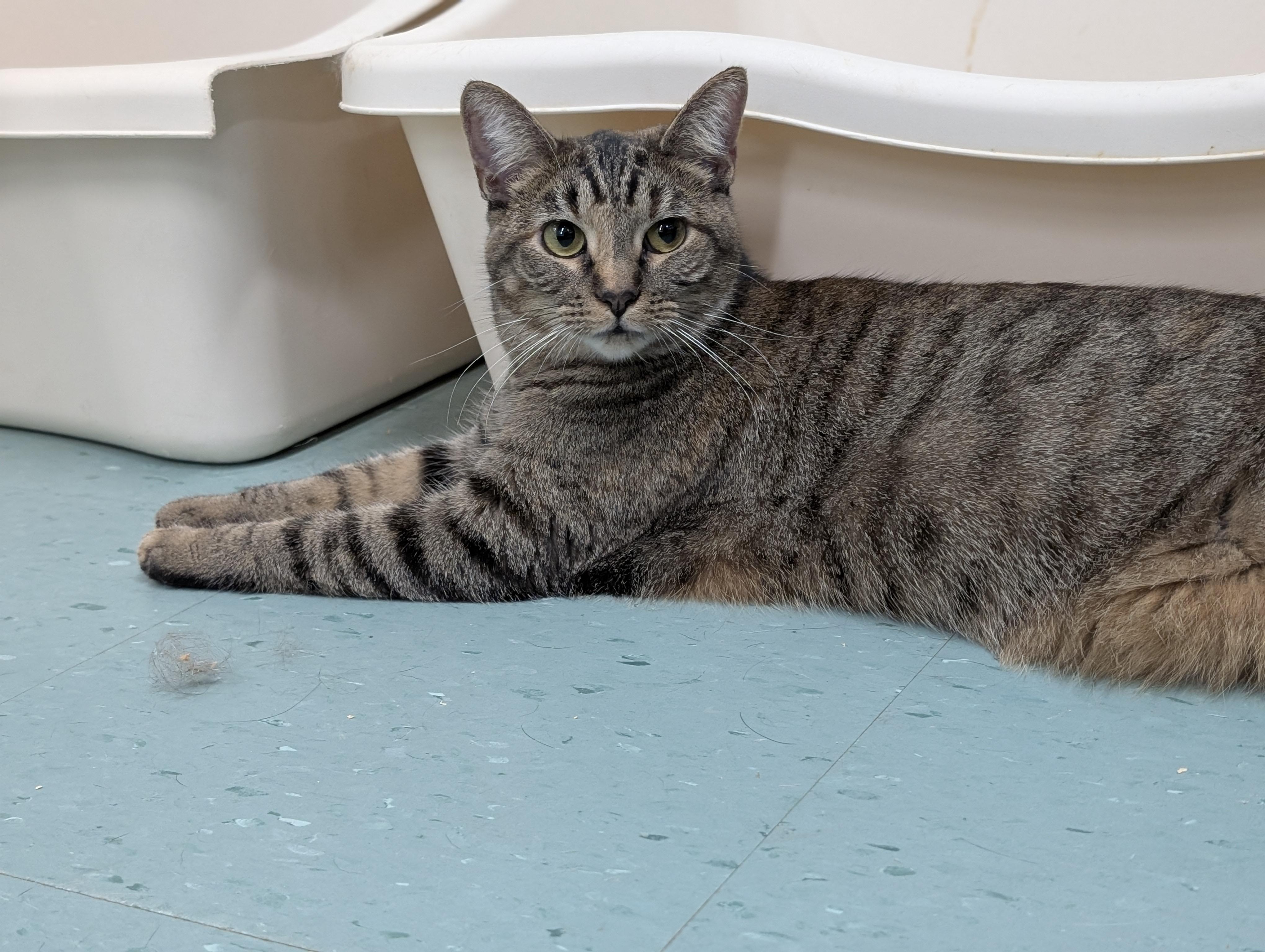 Rosemary, a Adoptable Domestic Short Hair in Tilton, IL image 1/6