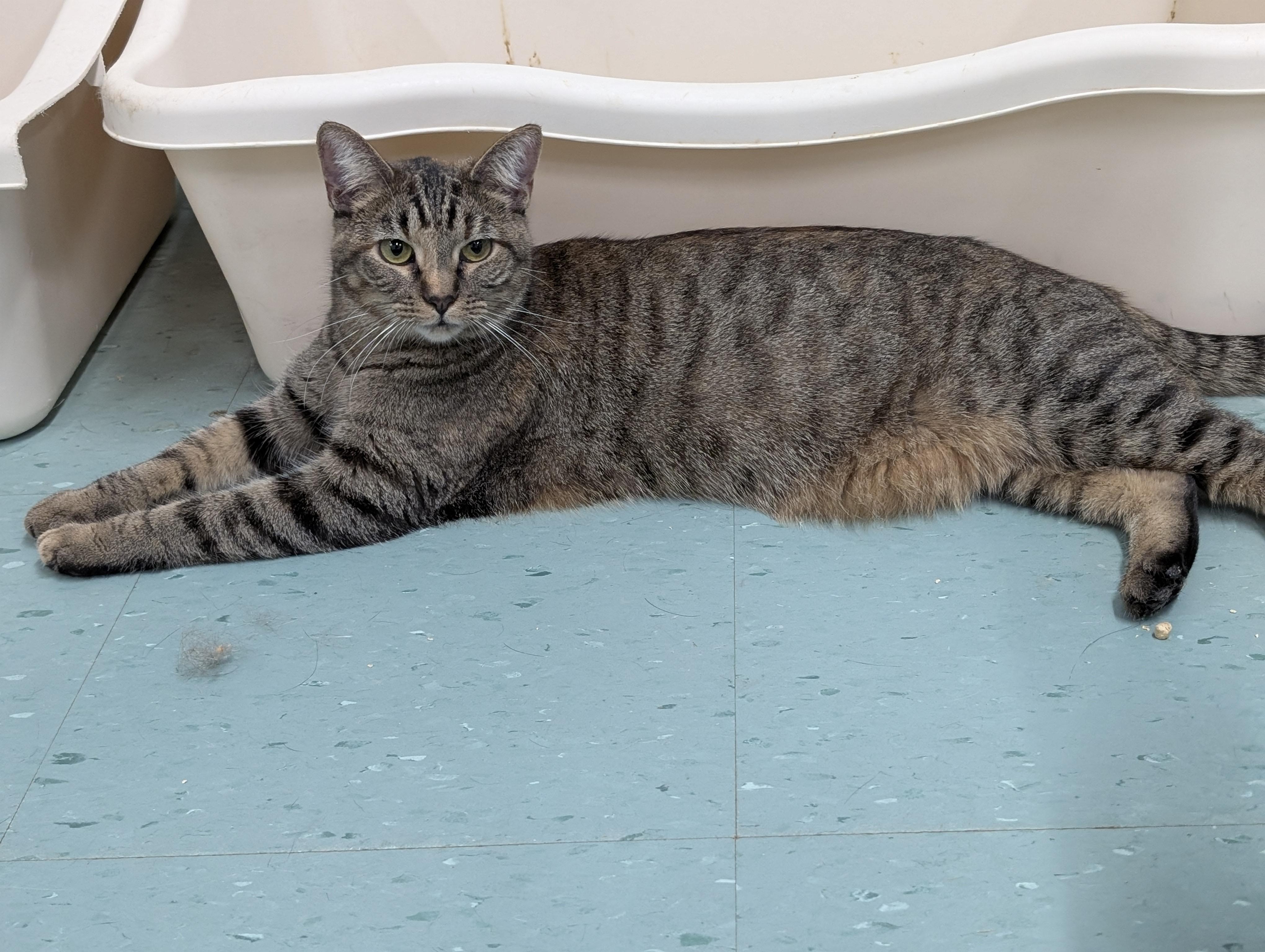 Rosemary, Adoptable, Adult Female Domestic Short Hair.