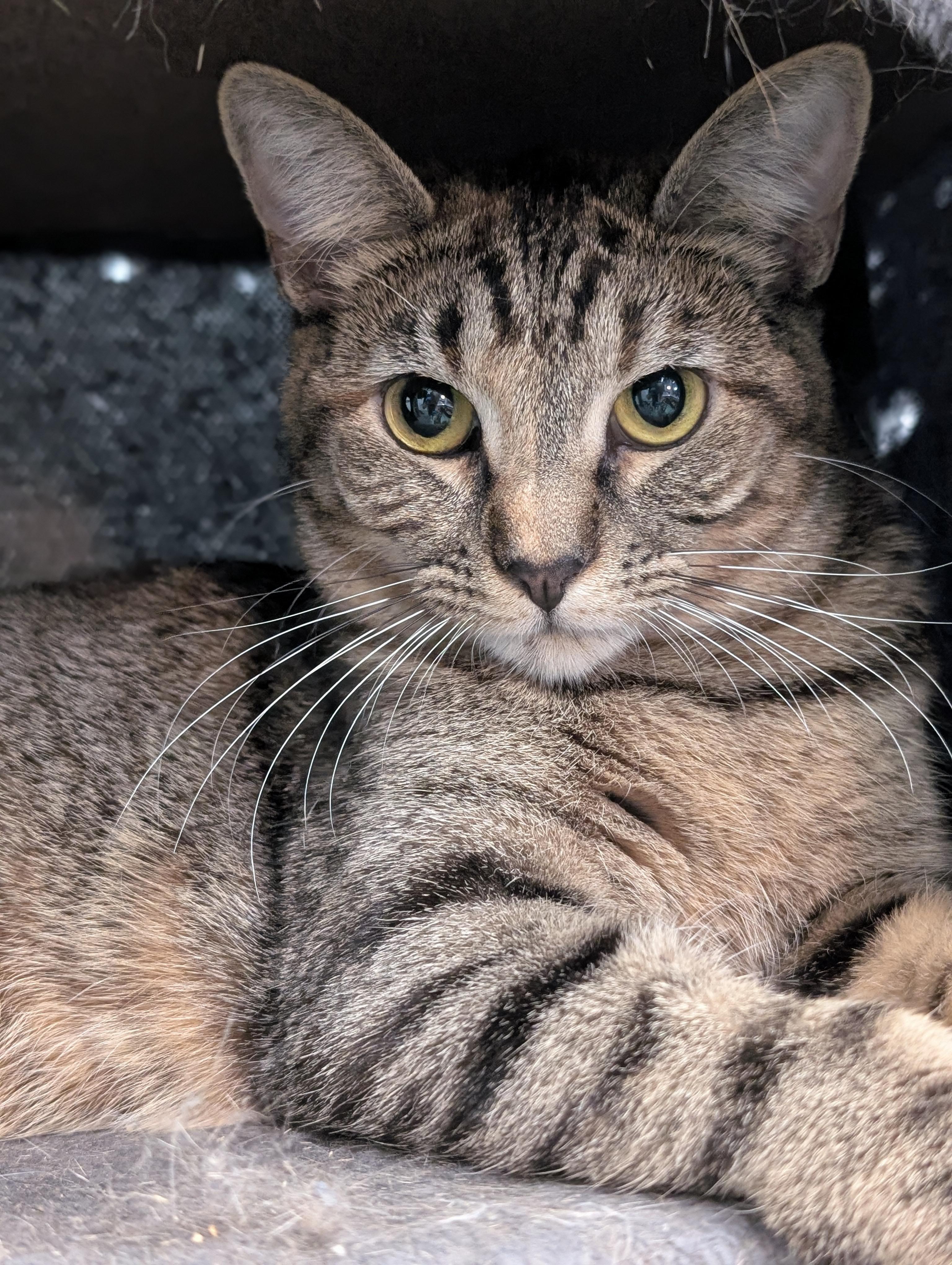 Rosemary, a Adoptable Domestic Short Hair in Tilton, IL image 2/6