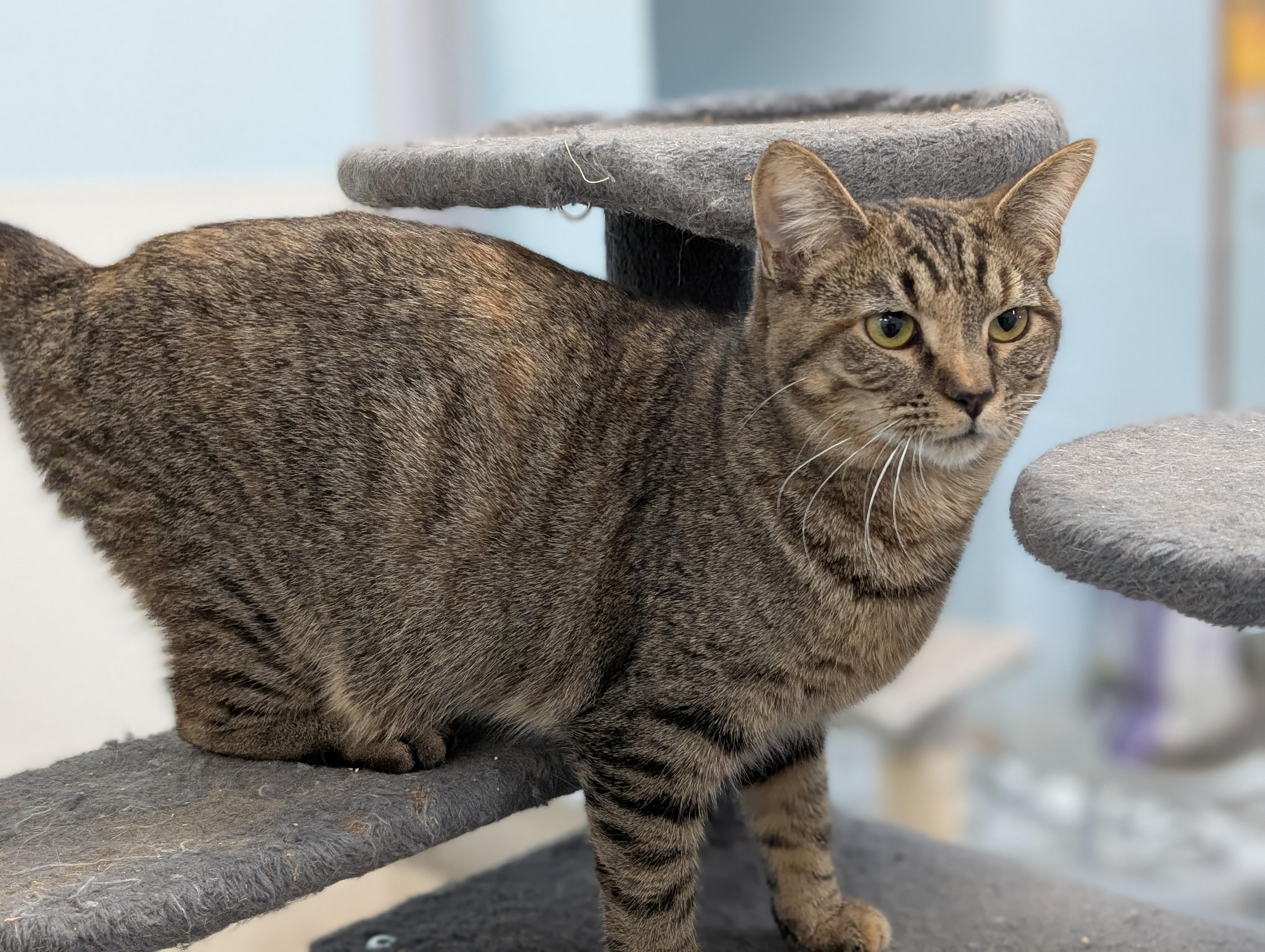 Rosemary, a Adoptable Domestic Short Hair in Tilton, IL image 4/6