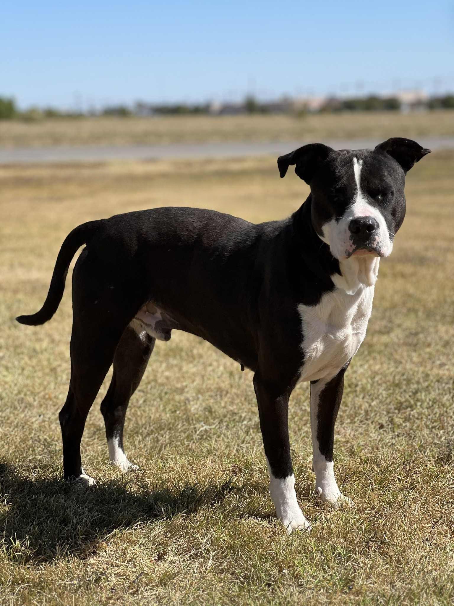 Diesel, Adoptable, Adult Male Pit Bull Terrier.