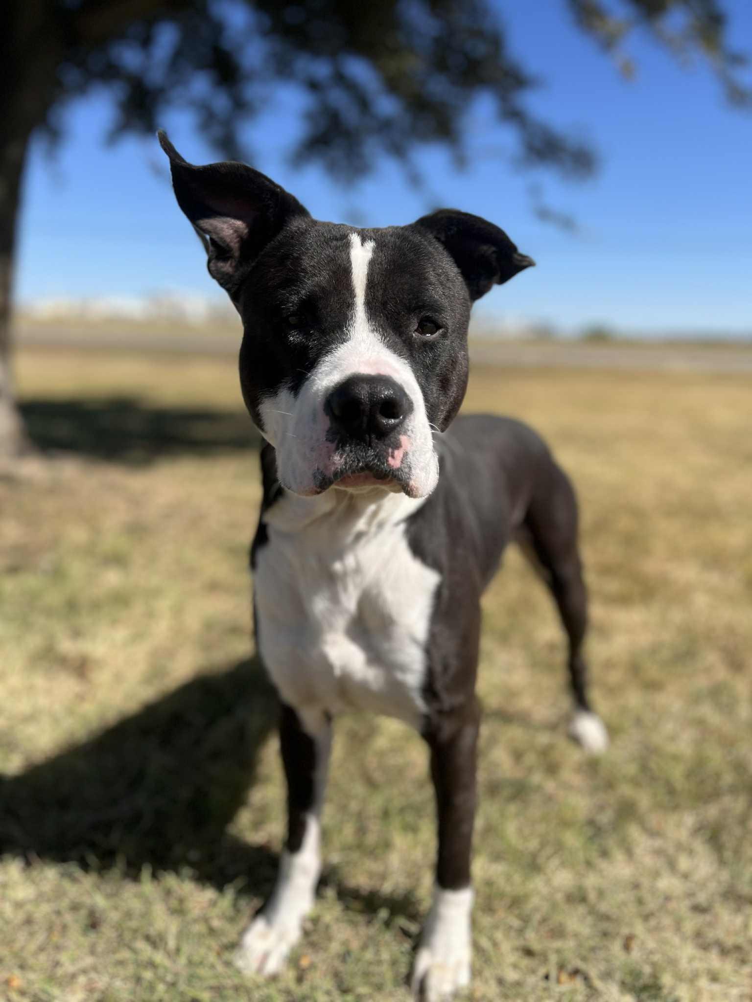 Enlarge Diesel, a Adoptable mixed breed in Cleburne, TX image 2/5