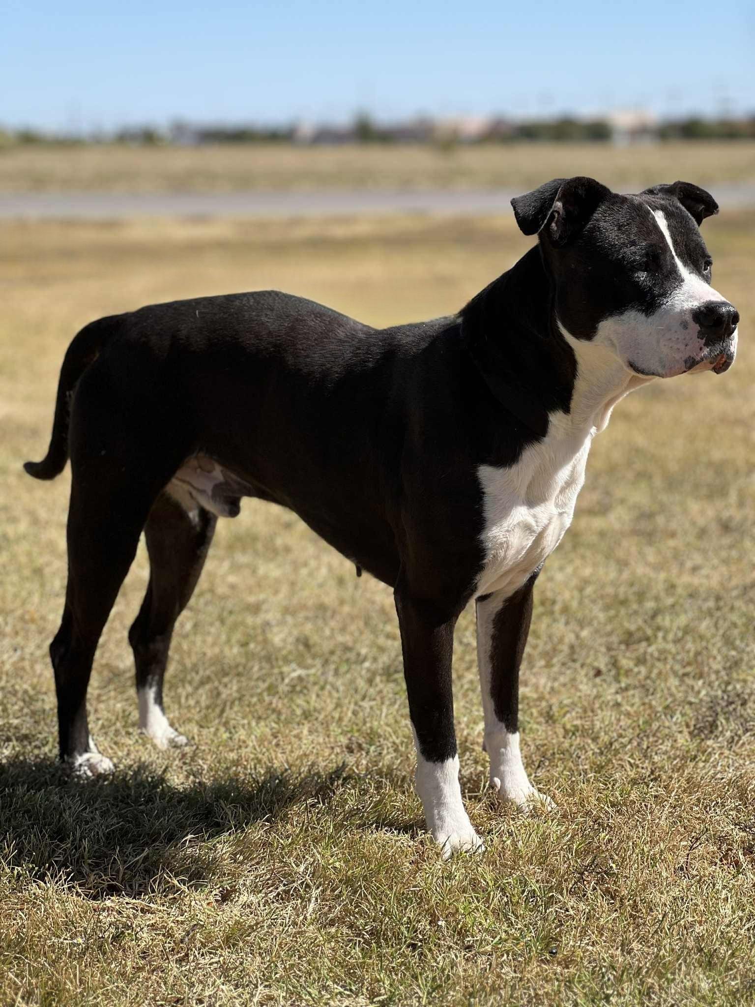 Enlarge Diesel, a Adoptable mixed breed in Cleburne, TX image 4/5