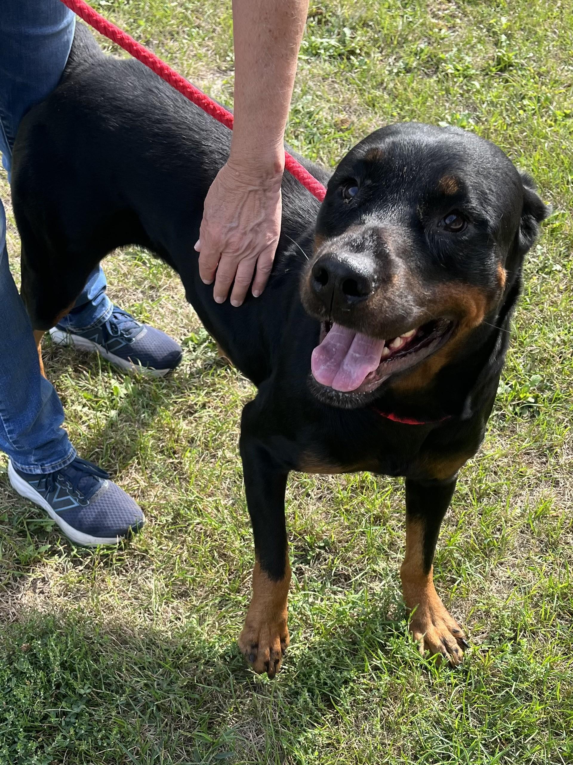Enlarge Nala, a Adoptable Rottweiler in Winchester, VA image 1/5