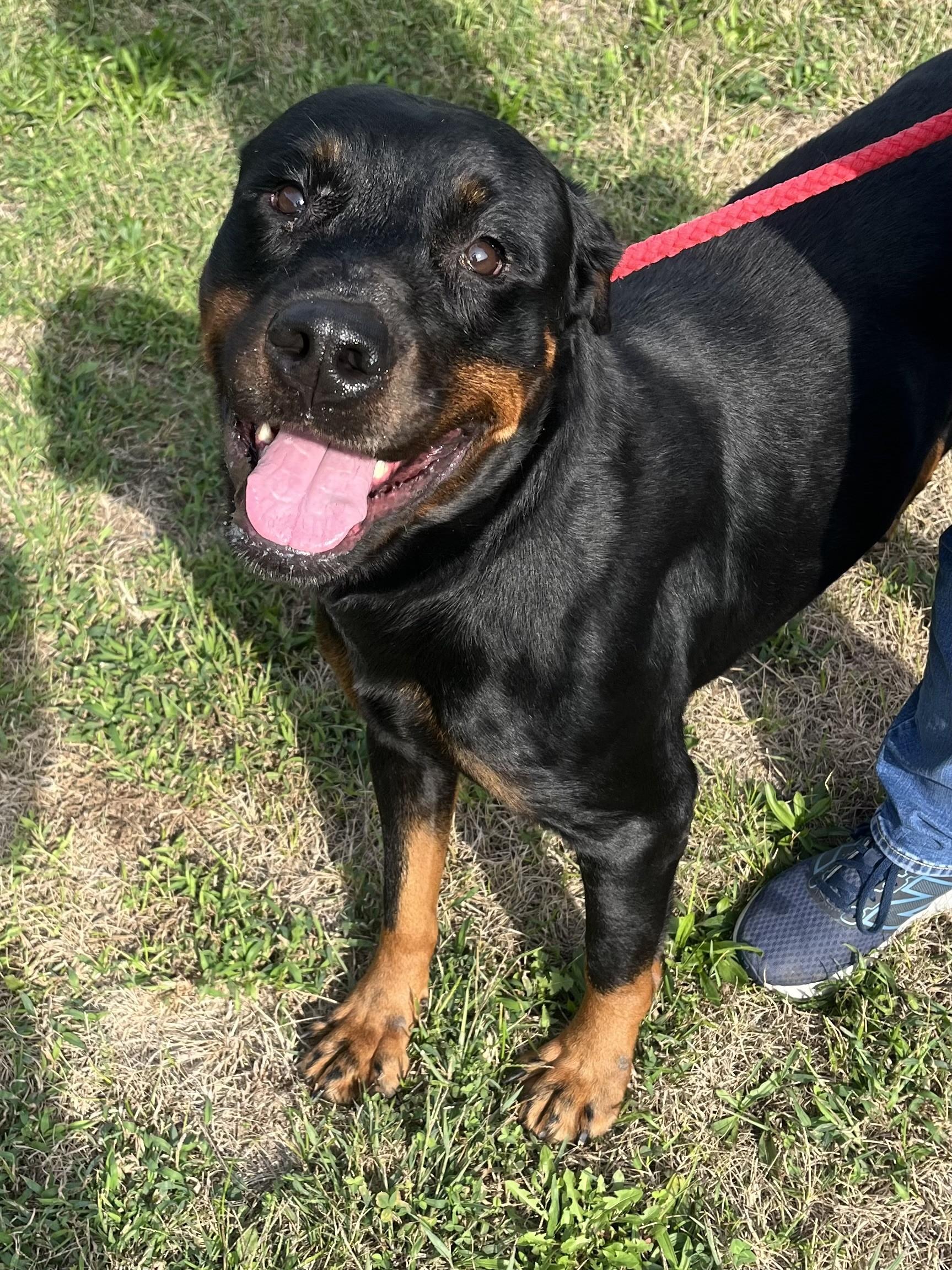 Enlarge Nala, a Adoptable Rottweiler in Winchester, VA image 2/5