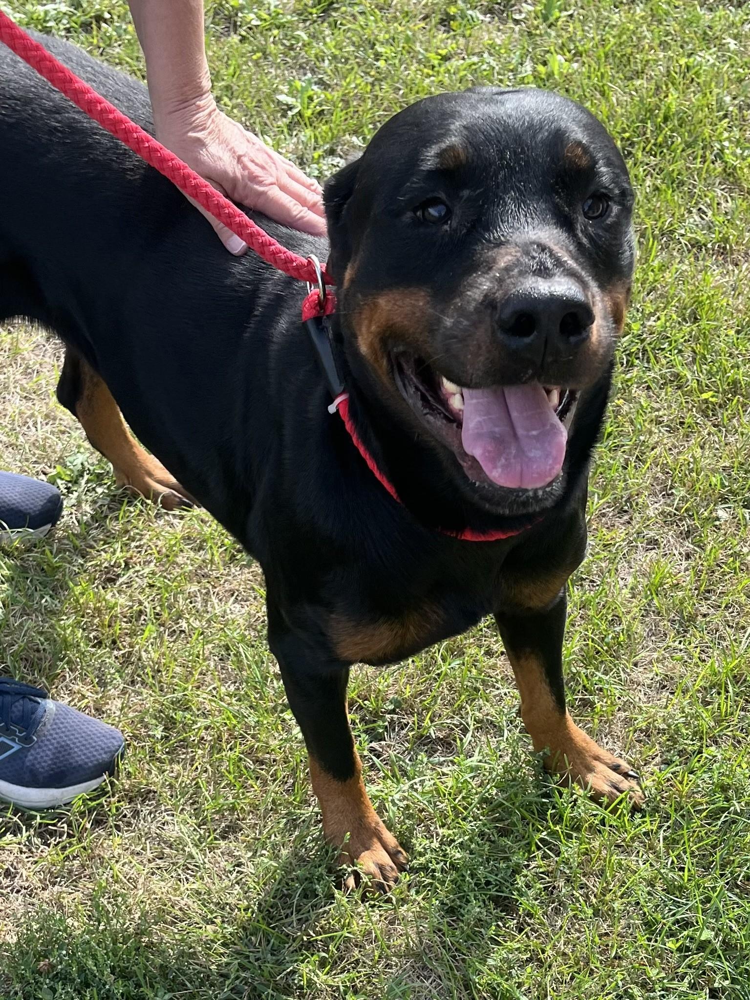 Enlarge Nala, a Adoptable Rottweiler in Winchester, VA image 3/5