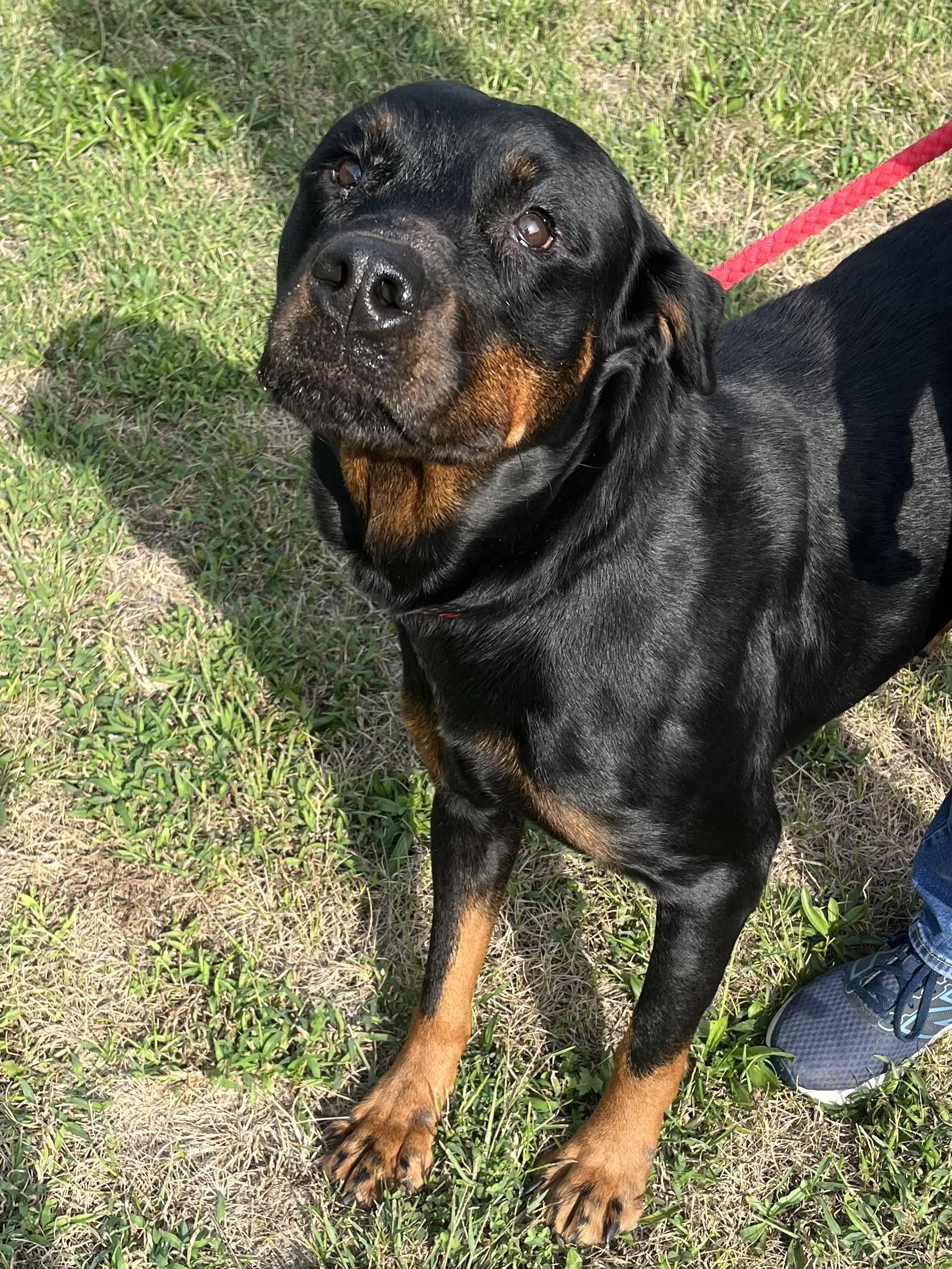Enlarge Nala, a Adoptable Rottweiler in Winchester, VA image 4/5