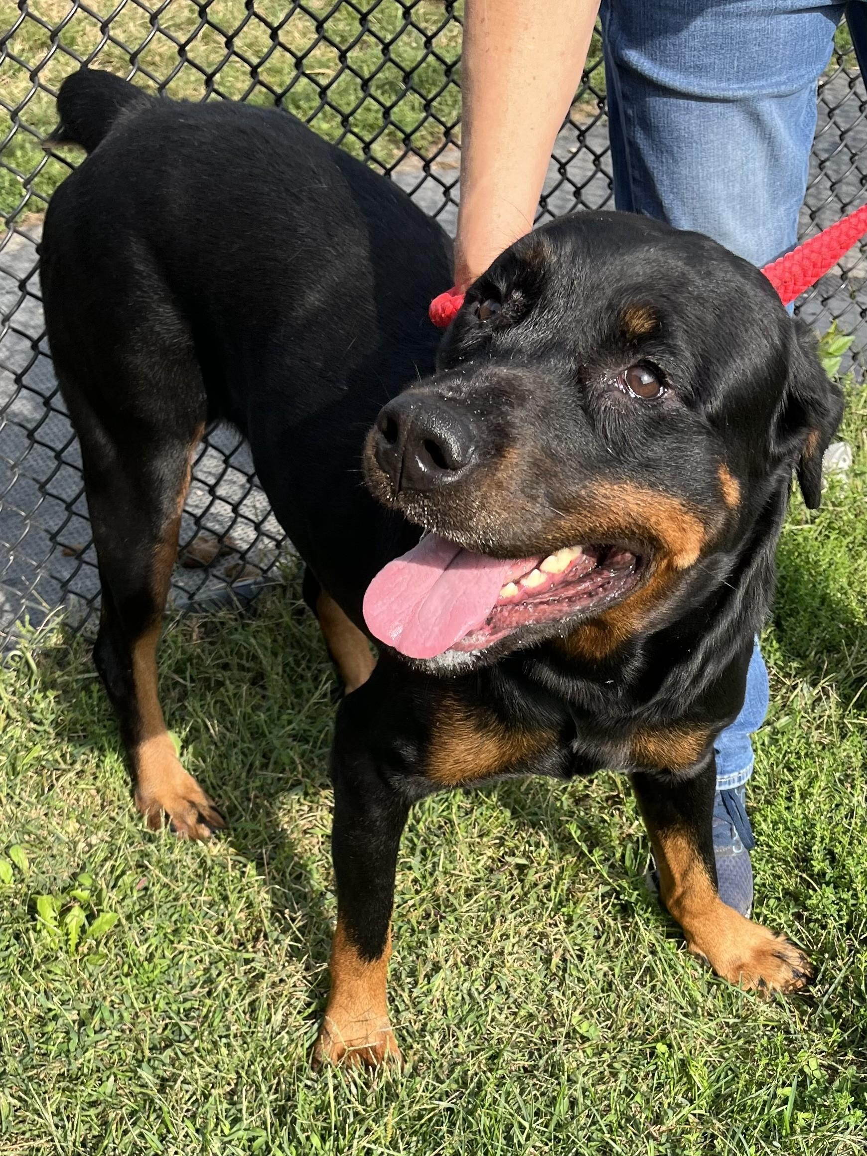 Enlarge Nala, a Adoptable Rottweiler in Winchester, VA image 5/5