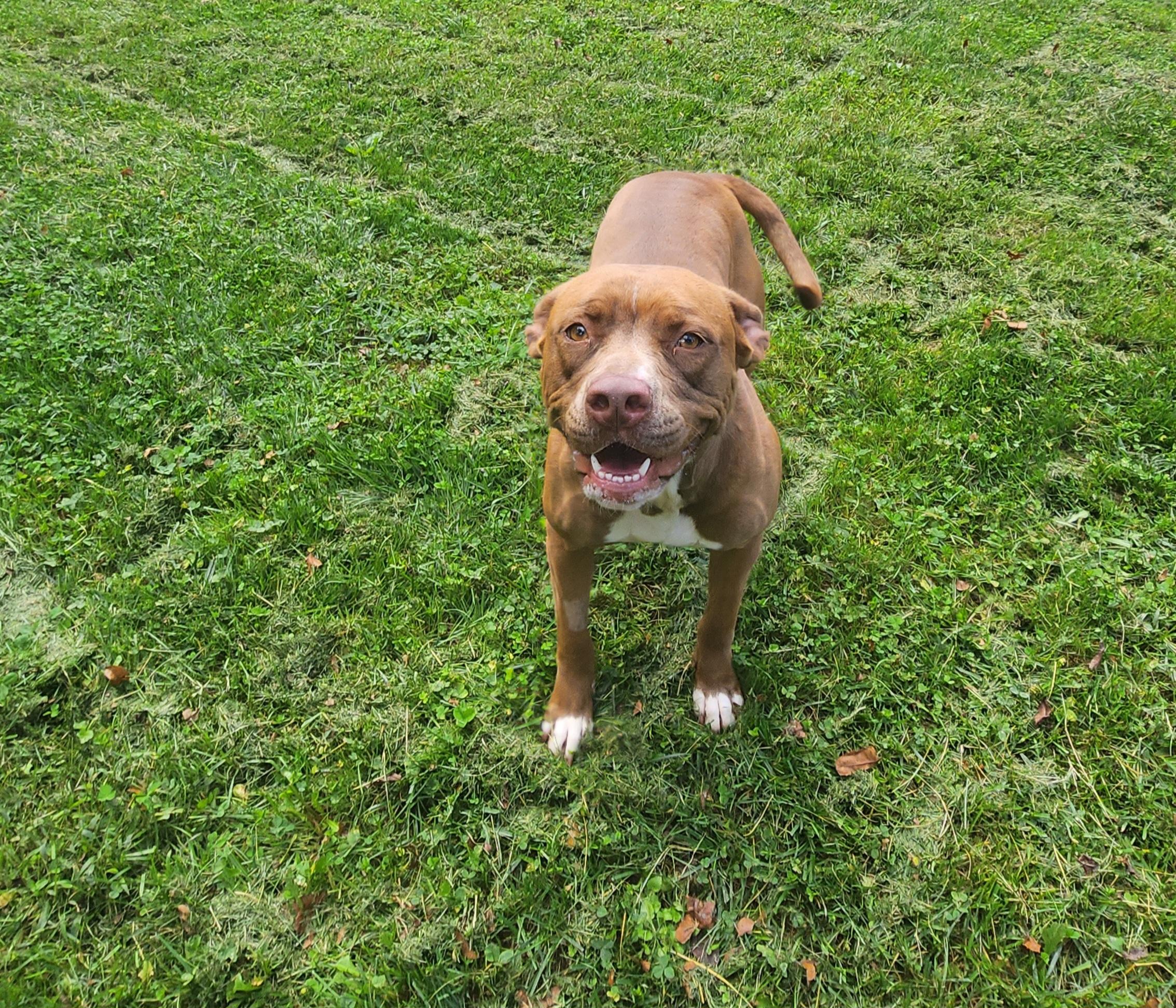 Enlarge Maple, a Adoptable Pit Bull Terrier in Stanley, VA image 2/3