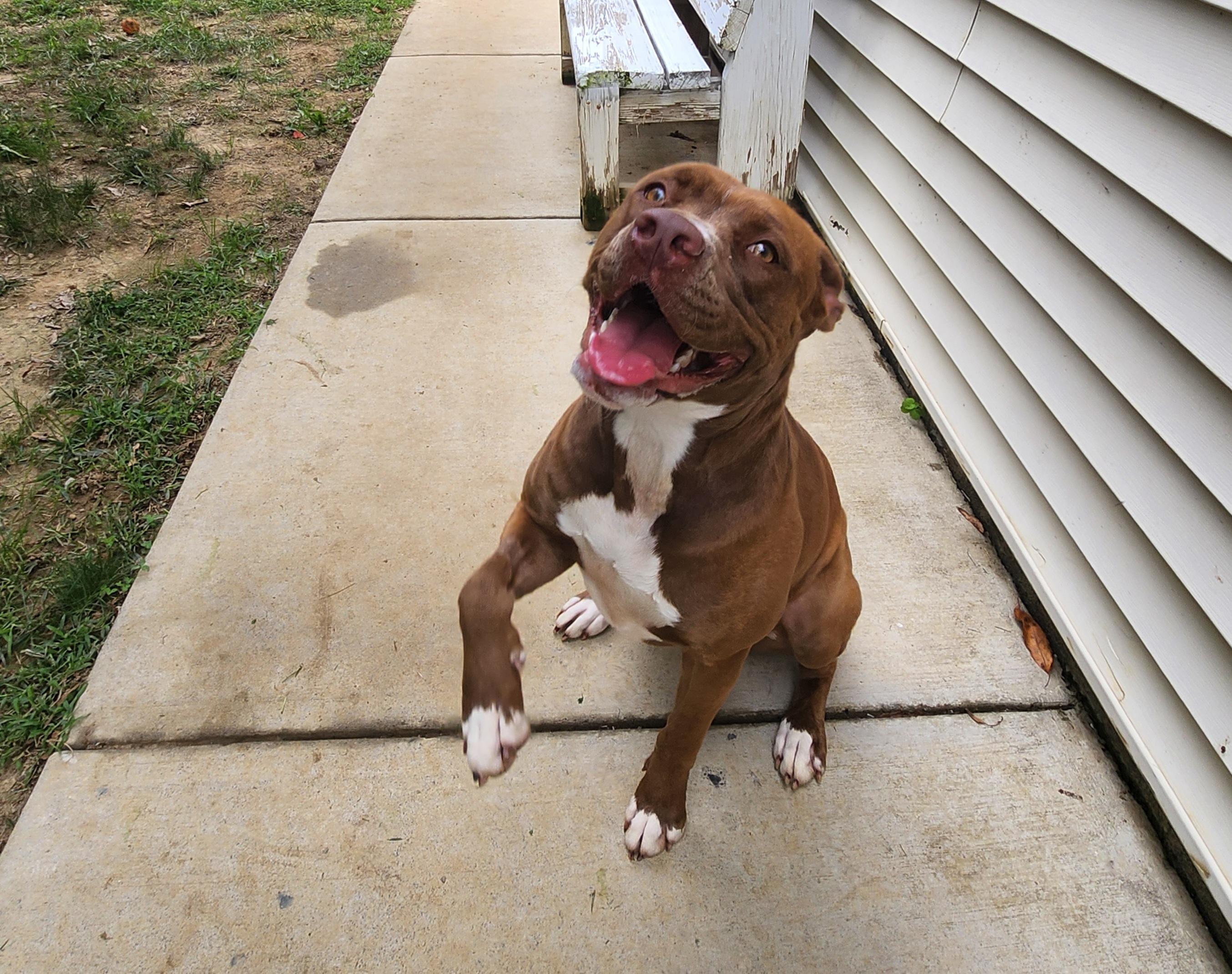 Enlarge Maple, a Adoptable Pit Bull Terrier in Stanley, VA image 3/3