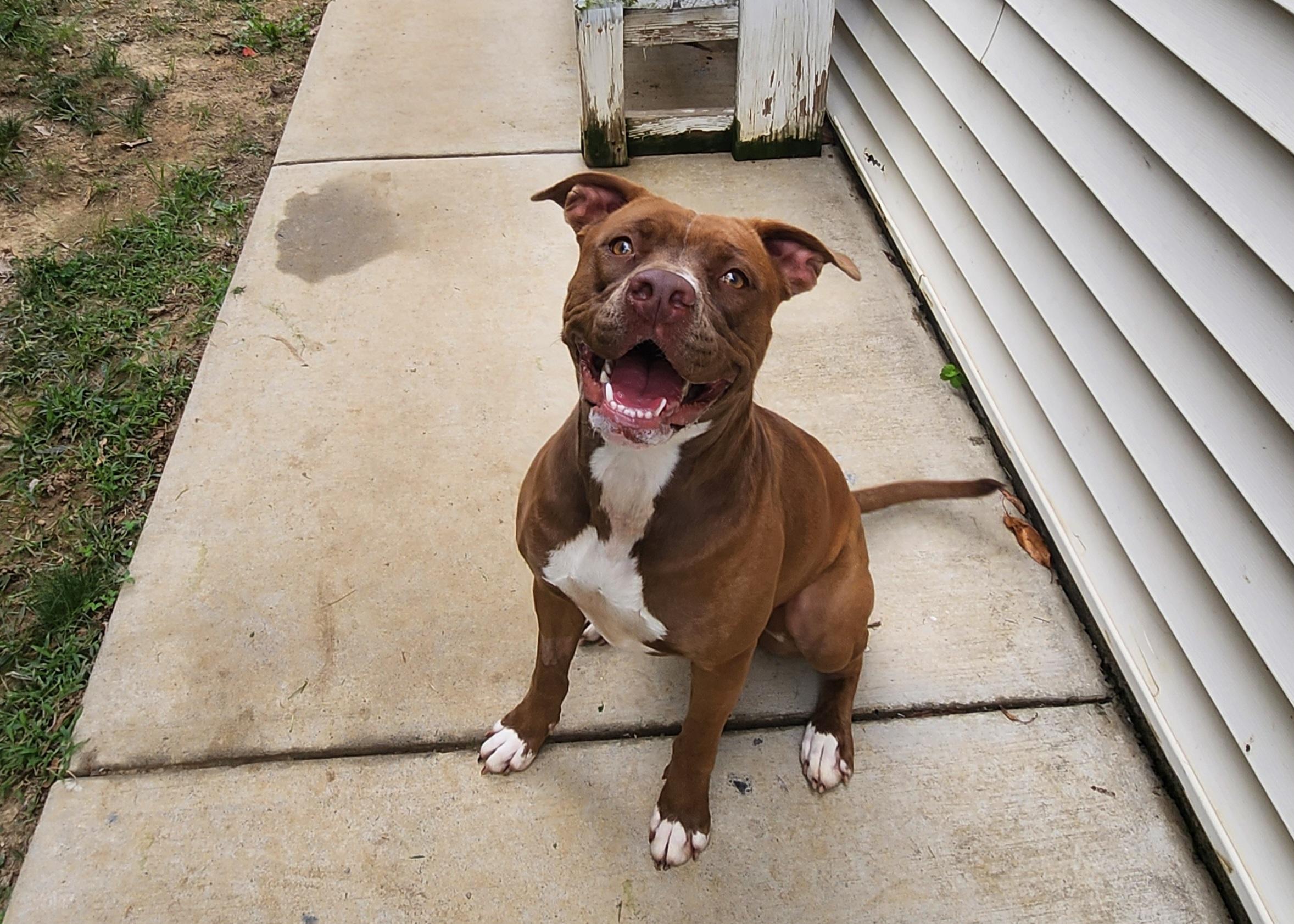 Enlarge Maple, a Adoptable Pit Bull Terrier in Stanley, VA image 1/3
