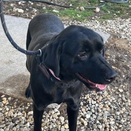 Enlarge Nora, an adopted mixed breed in Dubuque, IA image 2/2