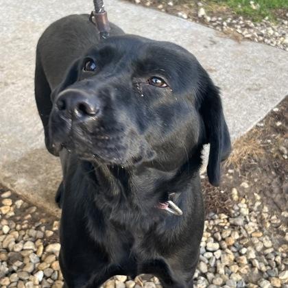 Nora, adopted, Adult Female Mixed Breed.