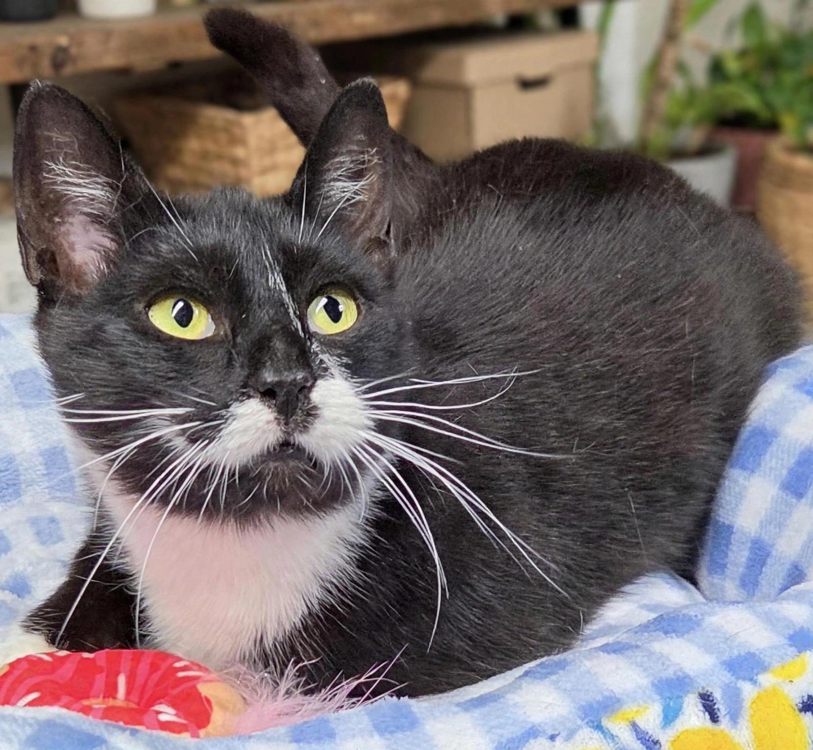 Enlarge Tippy ( super friendly & affectionate), a Adoptable Domestic Short Hair in Staten island, NY image 5/6