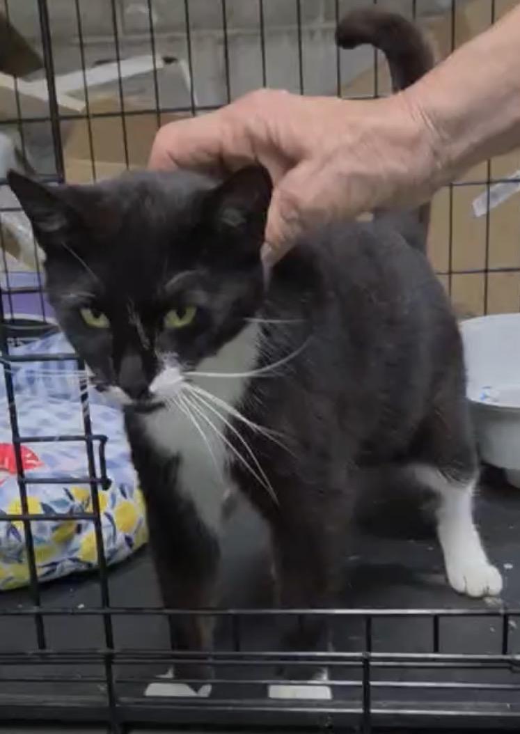 Tippy ( super friendly & affectionate), a ADOPTABLE Domestic Short Hair in Staten island, NY image 3/5