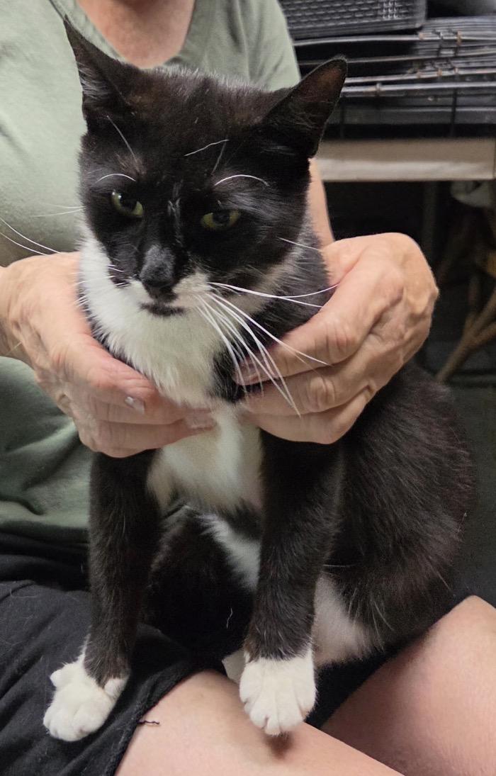 Tippy ( super friendly & affectionate), a ADOPTABLE Domestic Short Hair in Staten island, NY image 4/5