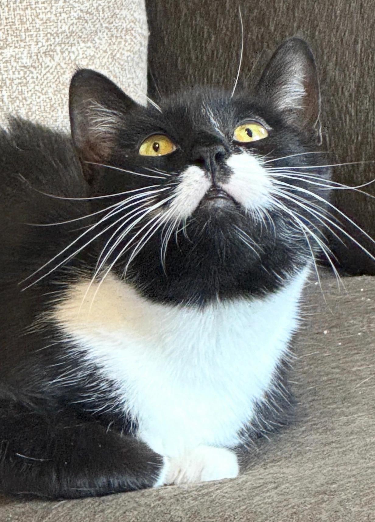 Enlarge Tippy ( super friendly & affectionate), a Adoptable Domestic Short Hair in Staten island, NY image 2/6