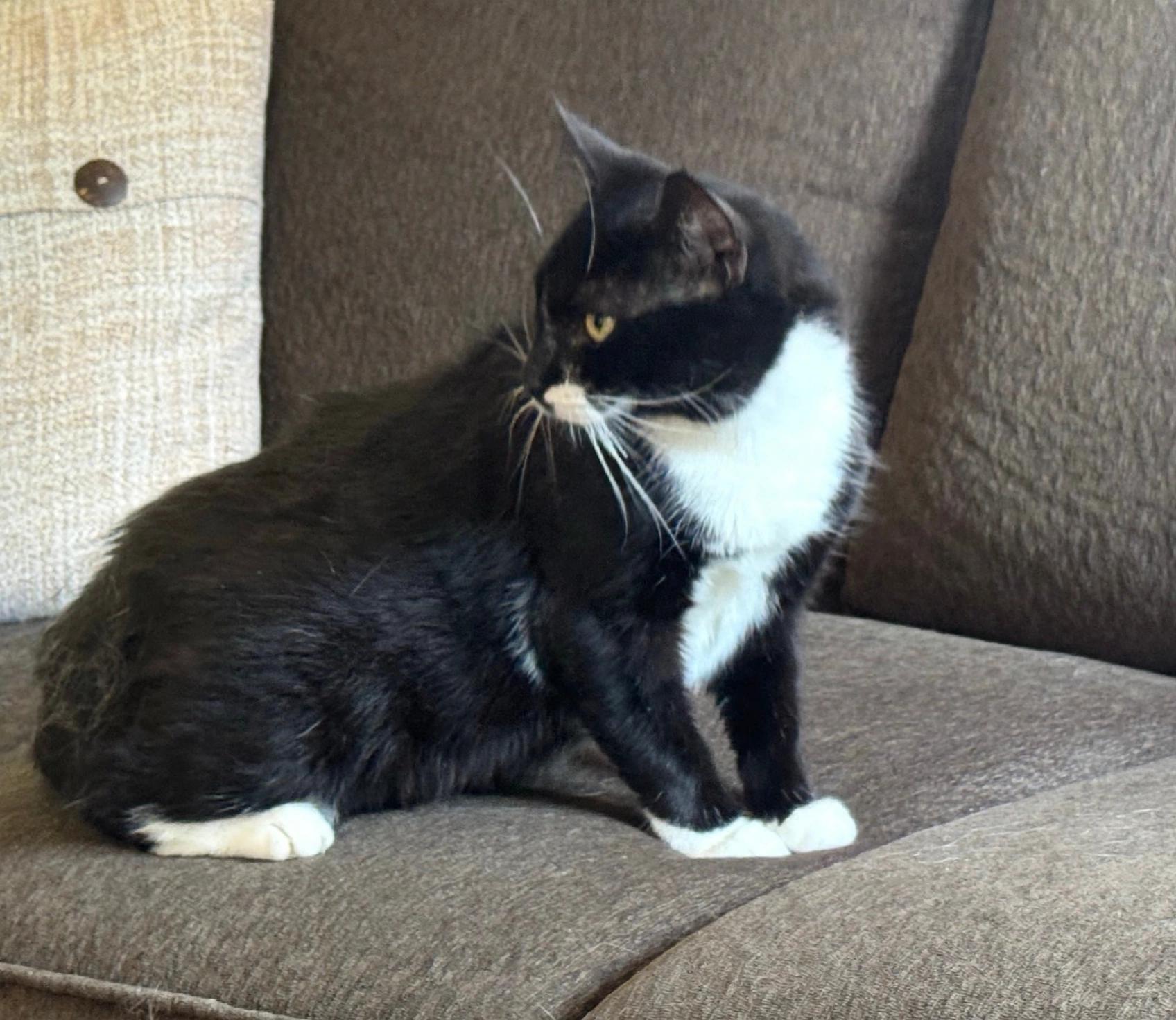 Enlarge Tippy ( super friendly & affectionate), a Adoptable Domestic Short Hair in Staten island, NY image 4/6