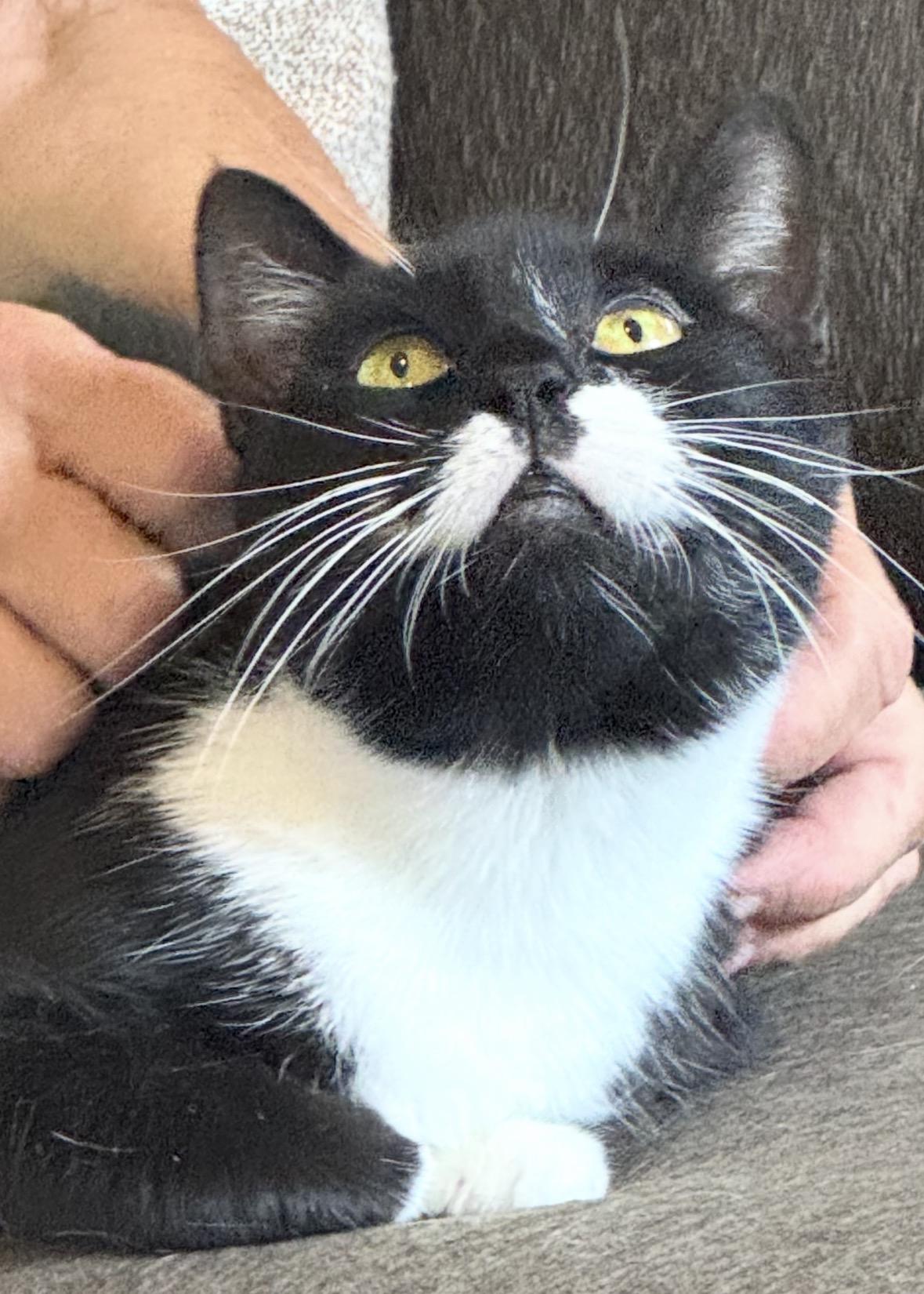 Tippy ( super friendly & affectionate), ADOPTABLE, Adult Female Domestic Short Hair.