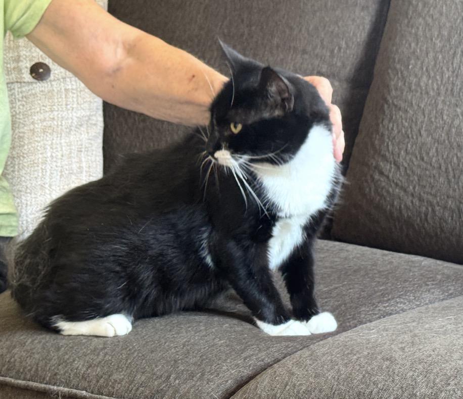 Enlarge Tippy ( super friendly & affectionate), a ADOPTABLE Domestic Short Hair in Staten island, NY image 6/6