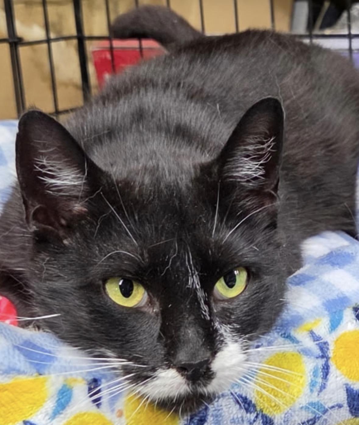 Tippy ( super friendly & affectionate), a ADOPTABLE Domestic Short Hair in Staten island, NY image 2/5